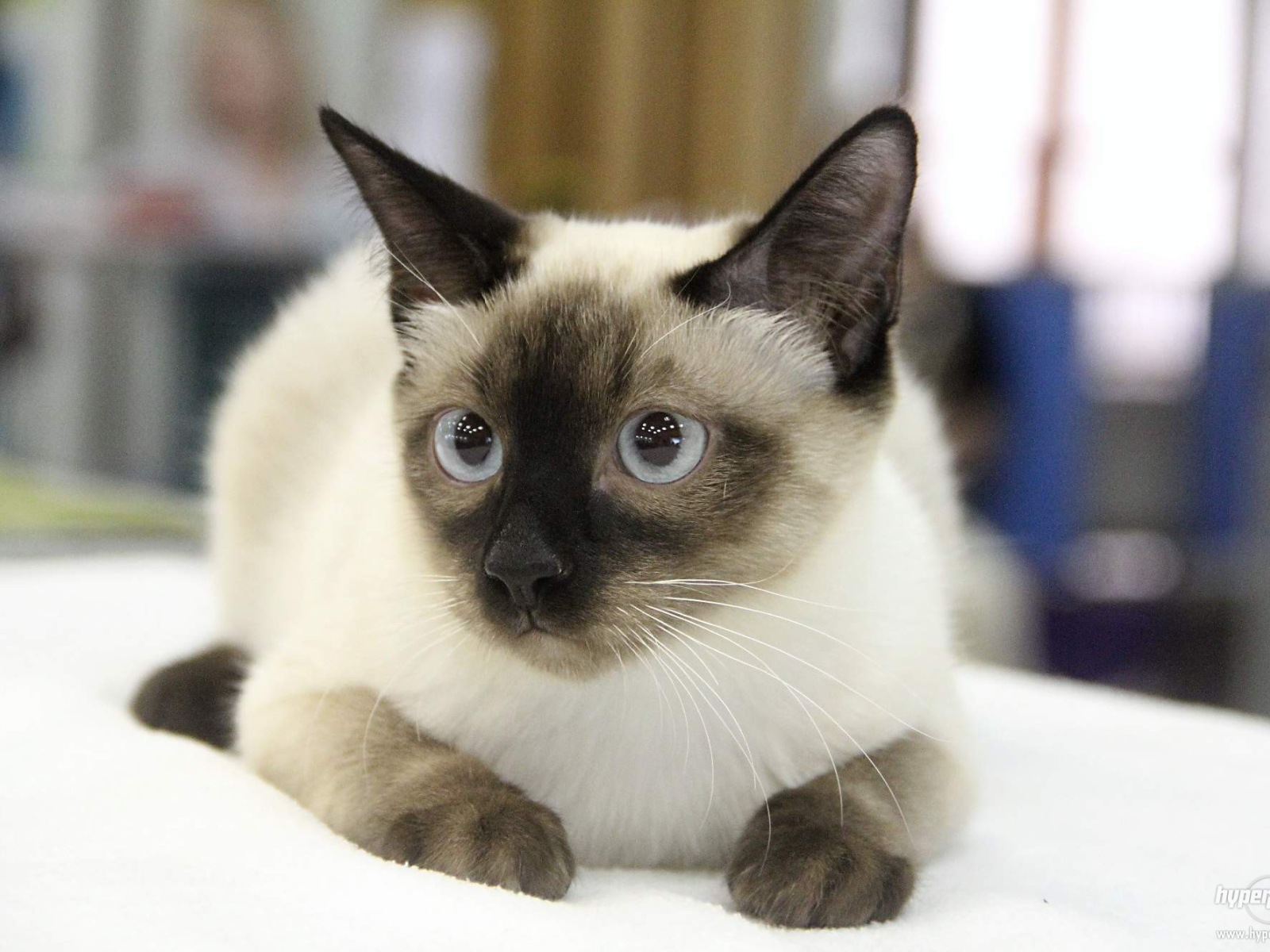 Ушастый кот меконгский бобтейл