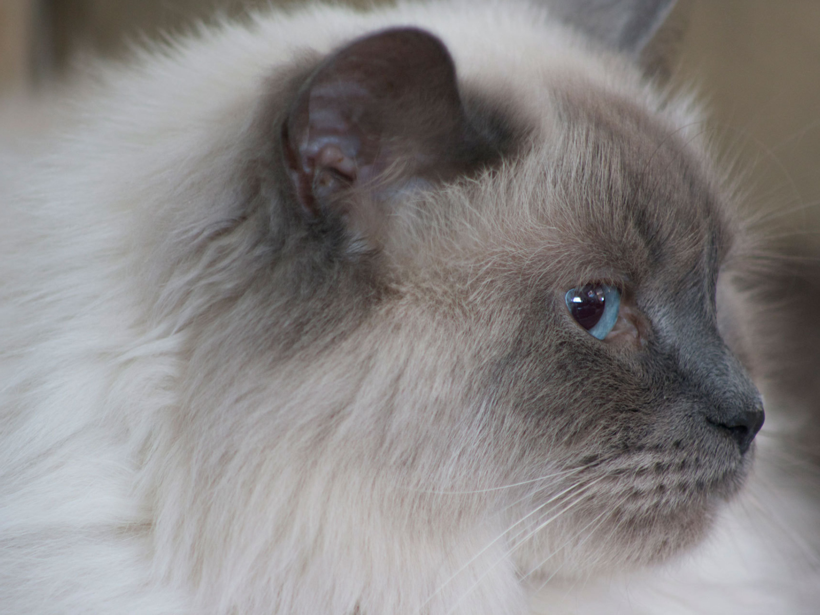 Пушистая гималайская кошка