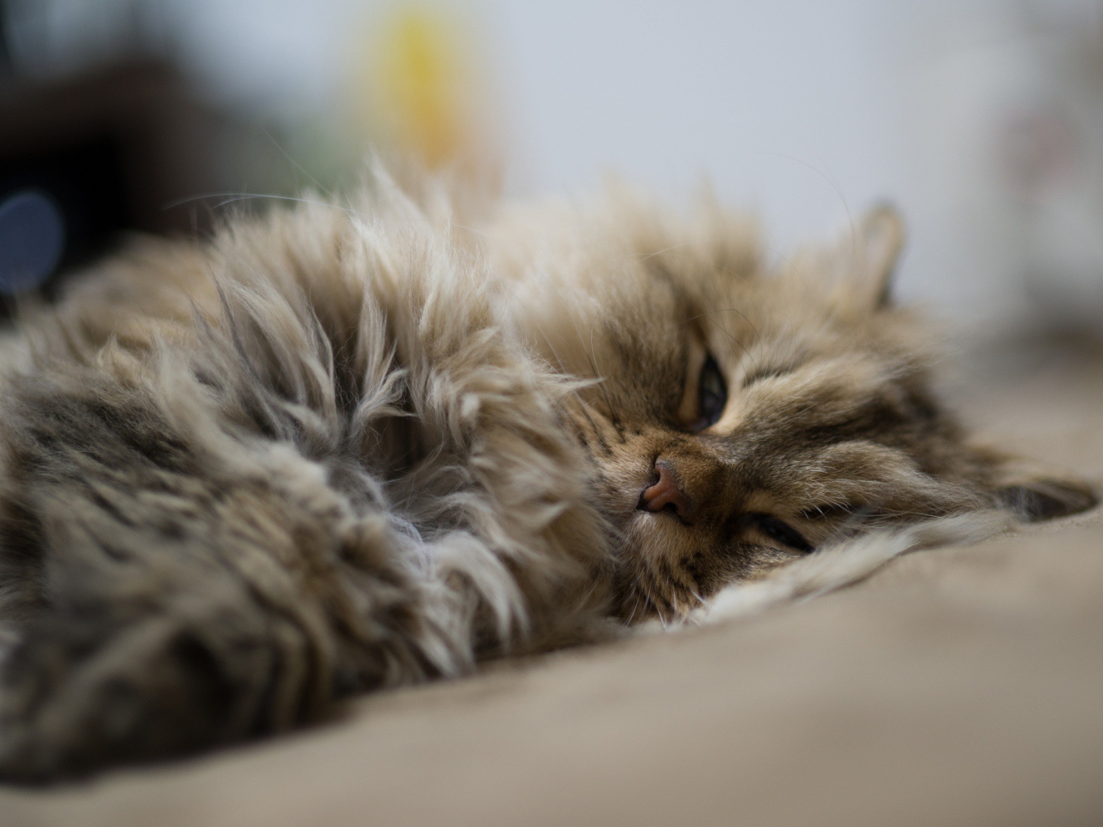 Пушистый кот дремлет