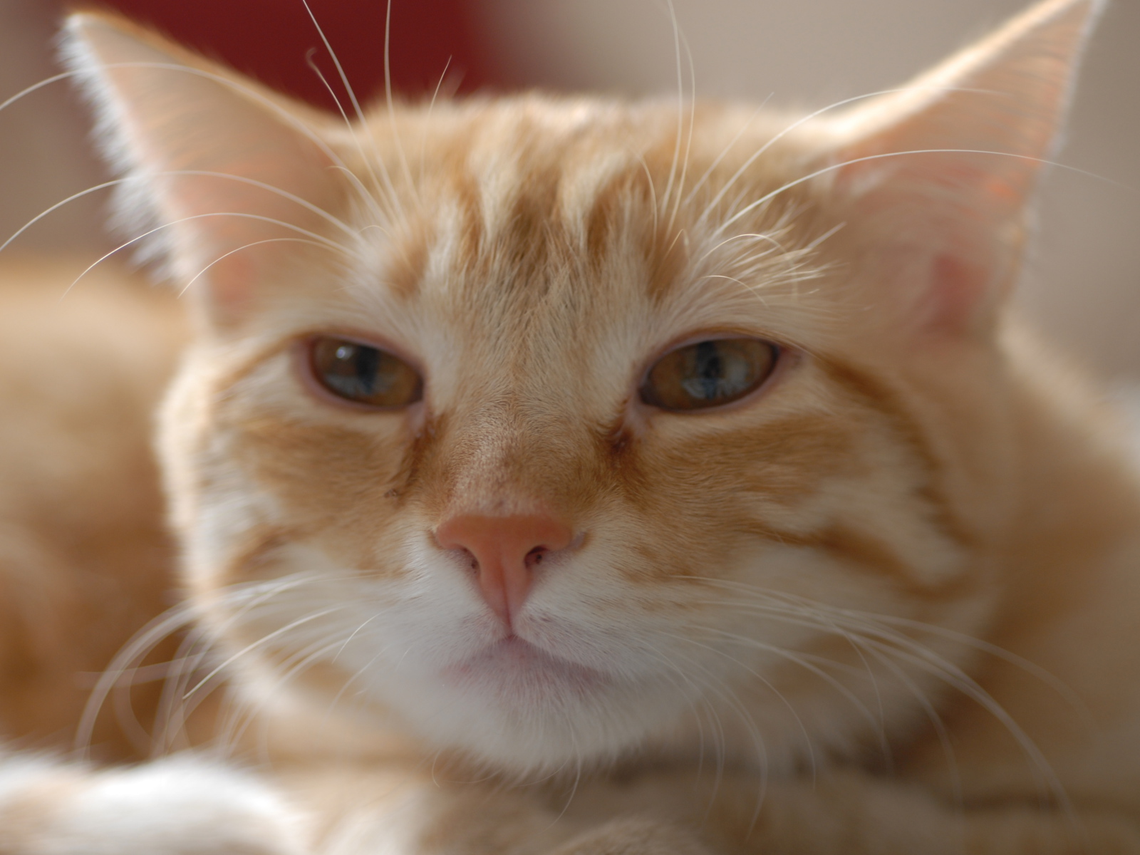 Пушистая рыжая европейская короткошерстная кошка