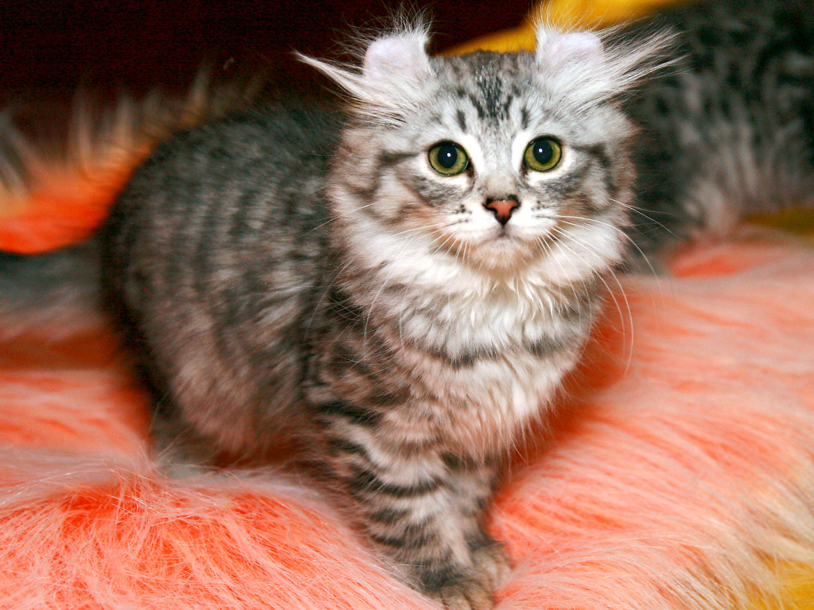 Пушистый котенок американский керл