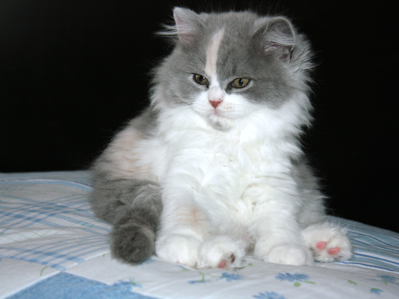 Пушистый котенок британской длинношерстной кошки