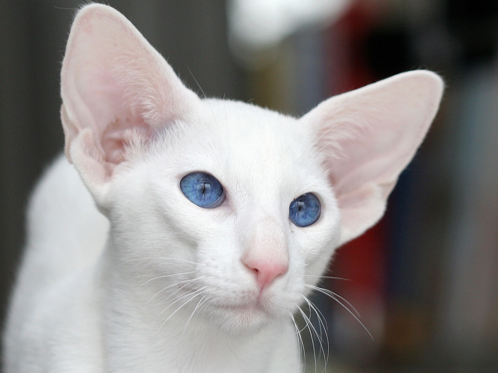 Голубоглазый форин вайт