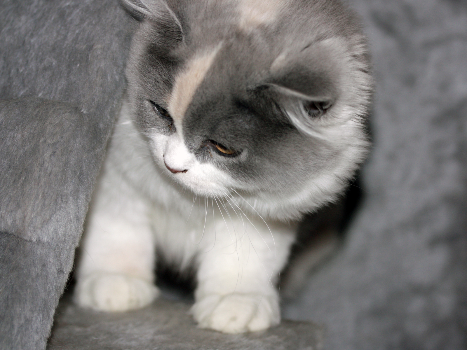 Забавный котенок британской длинношерстной кошки