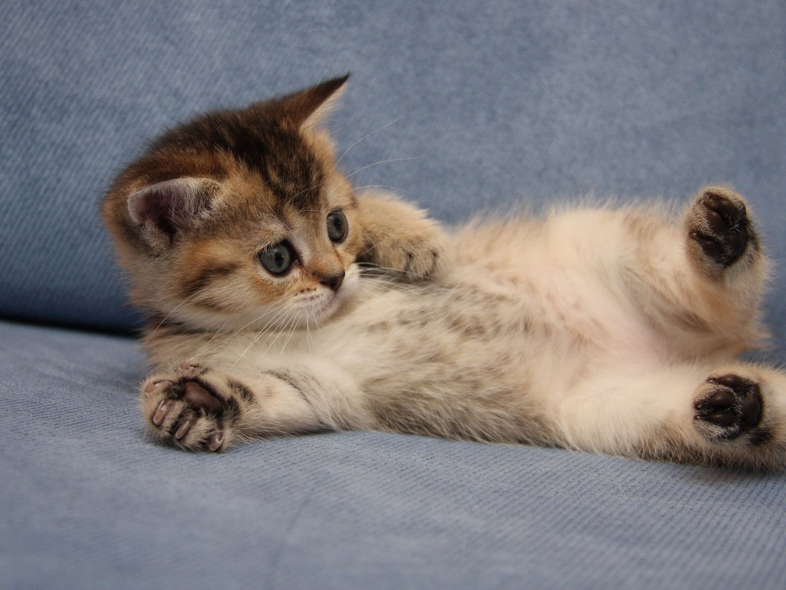 Забавный котенок турецкий ван