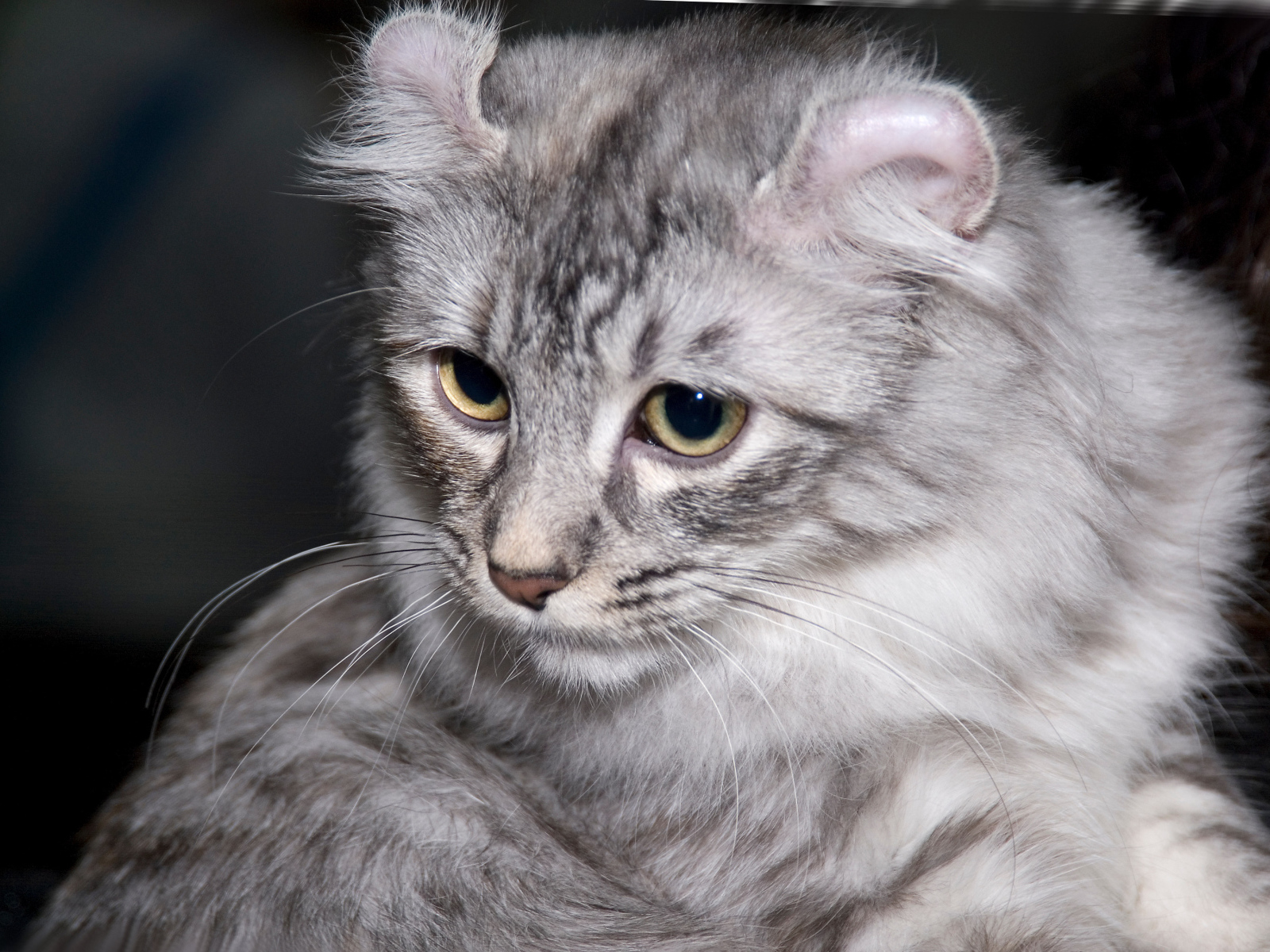 Серый американский керл