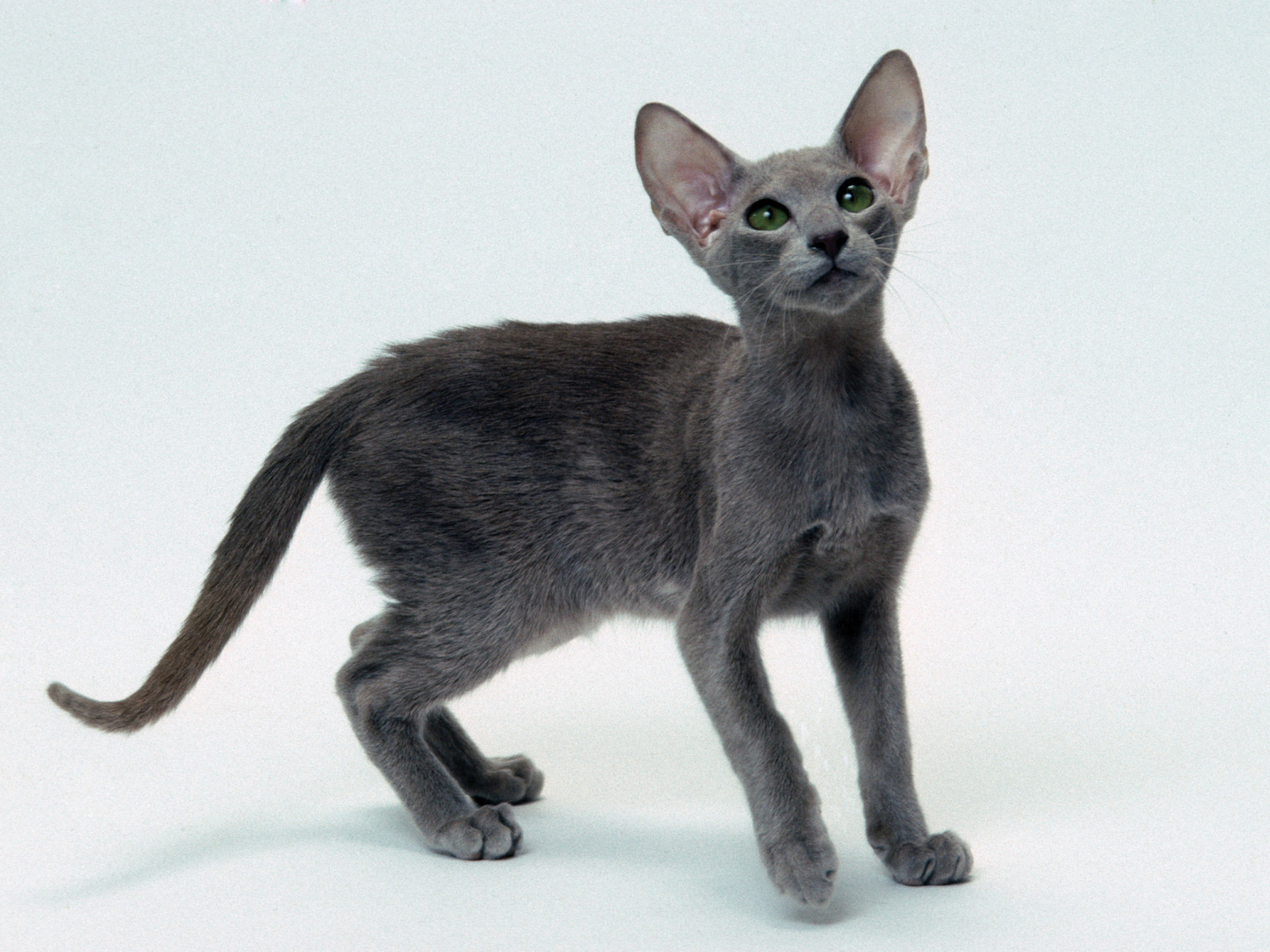 Серый котенок ориентальной короткошерстной кошки