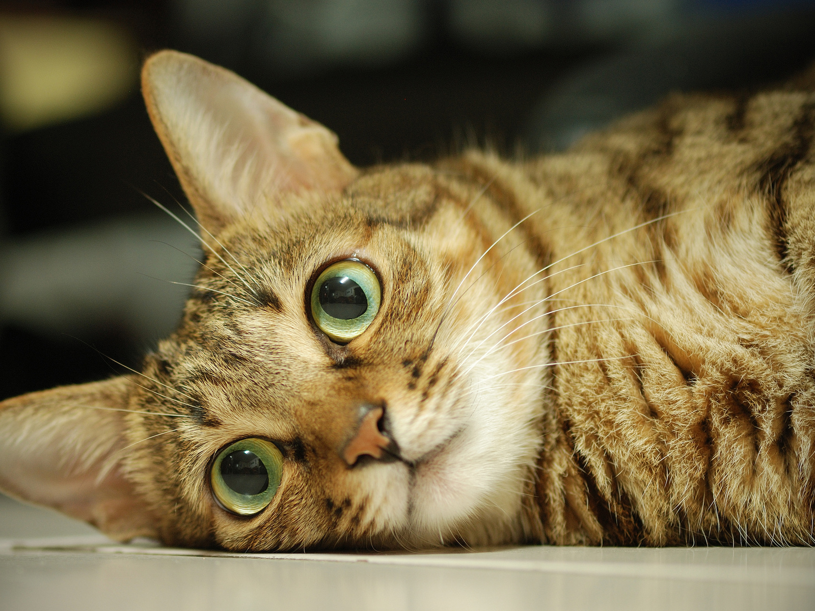 Серый кот с большими глазами