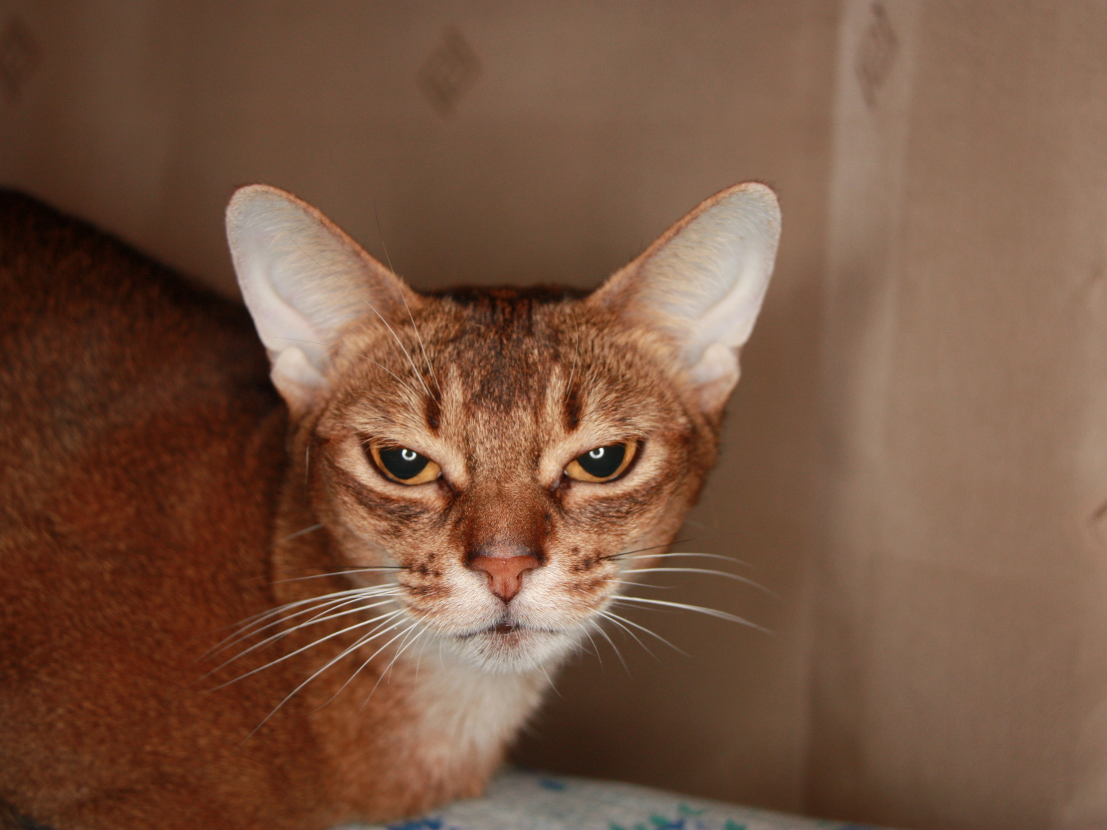 Домашняя абиссинская кошка