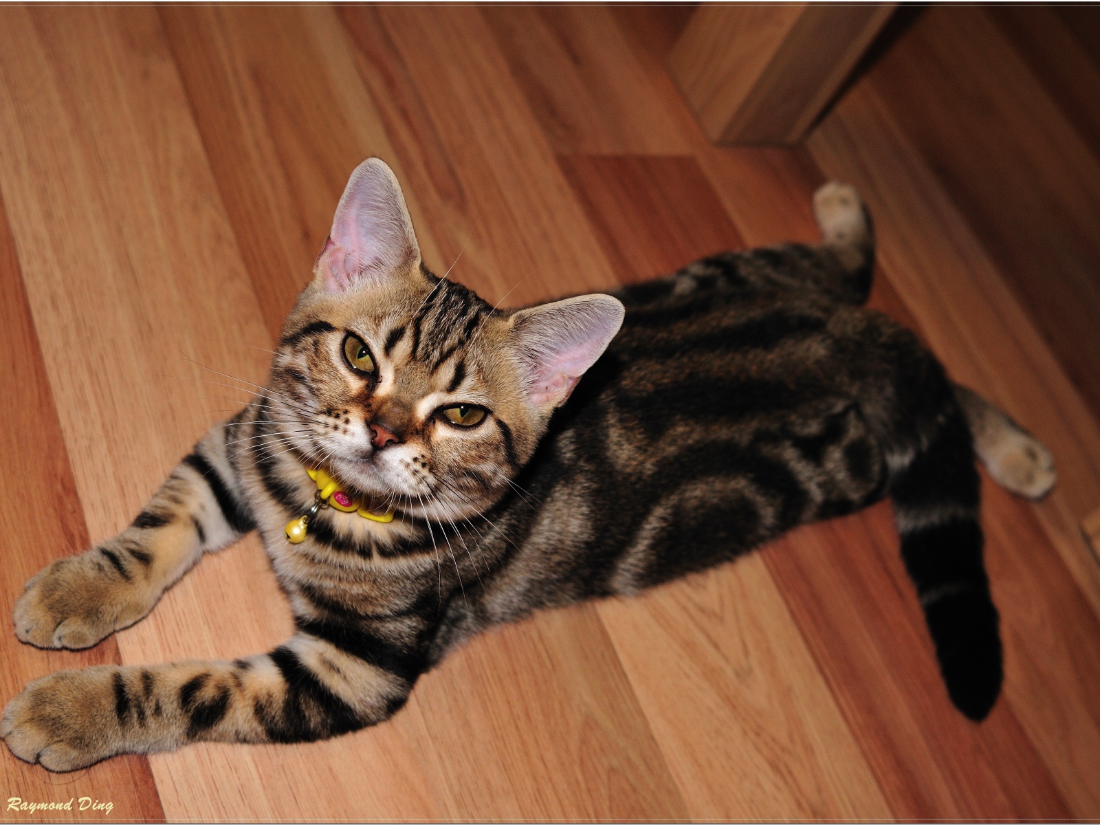 Домашняя американская короткошерстная кошка