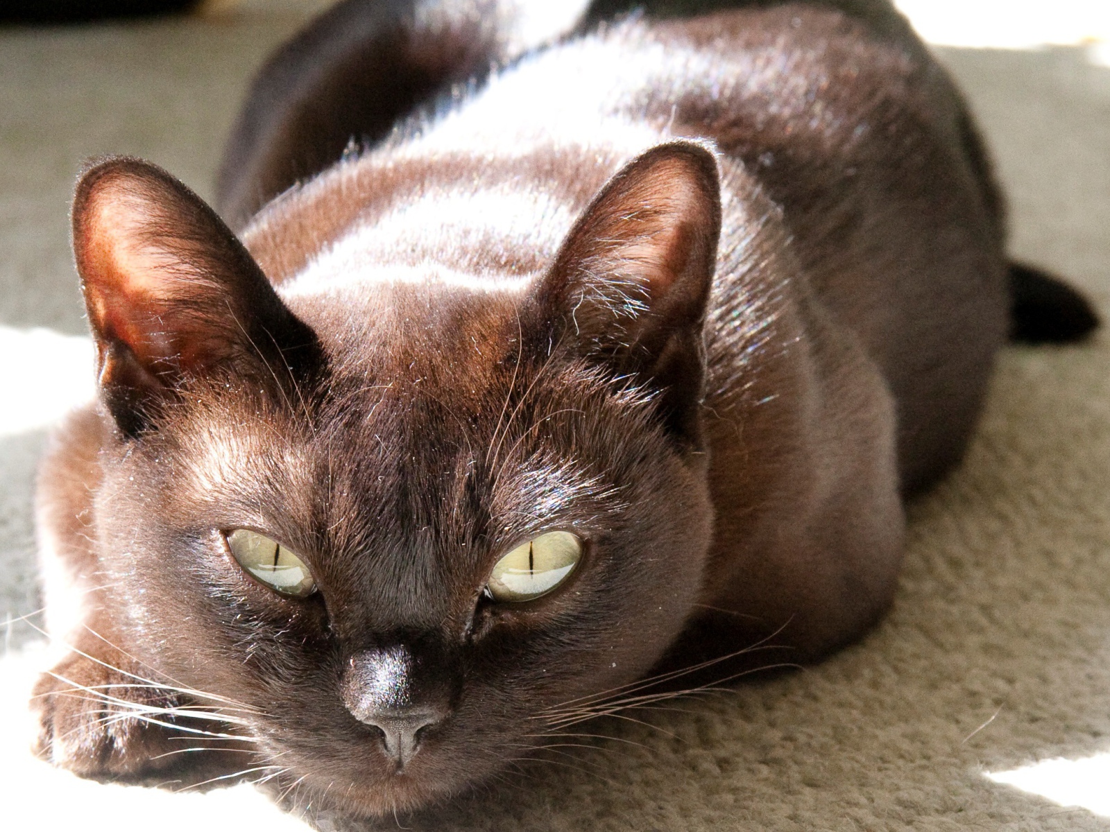 Охотник бурманская кошка