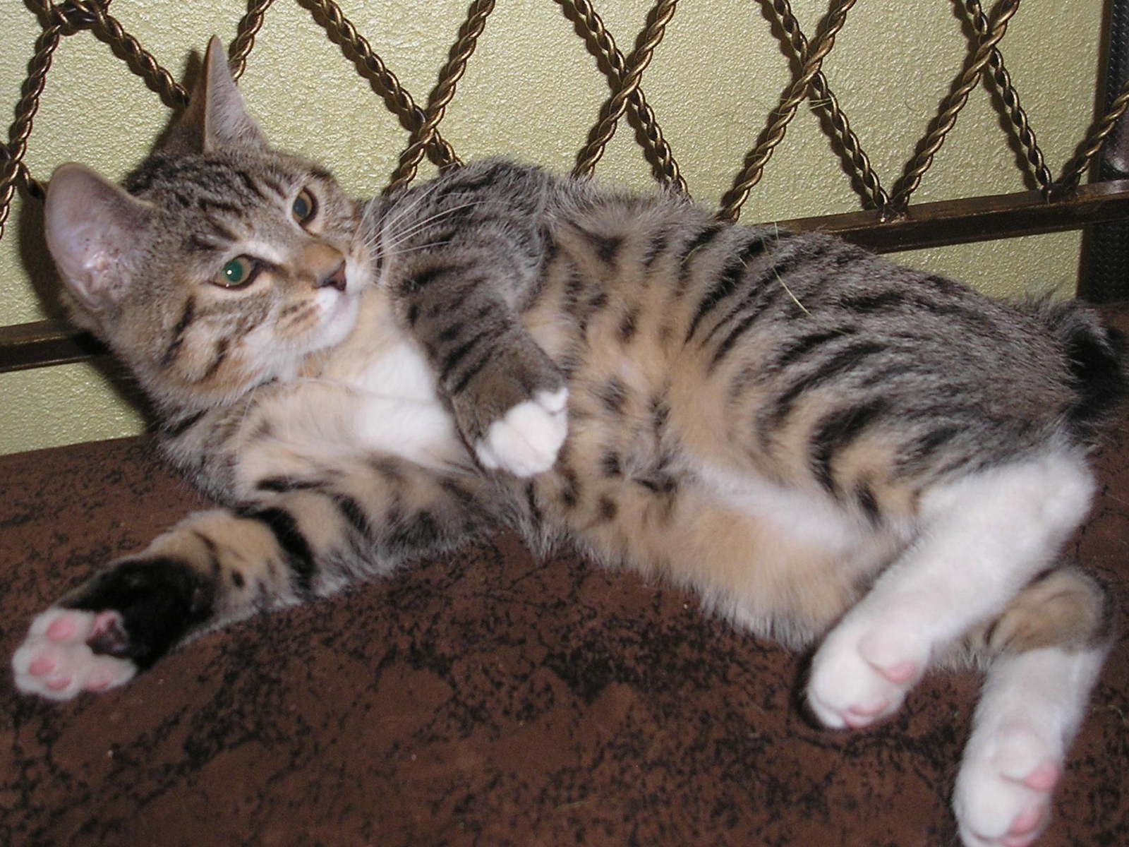 Японский бобтейл лежит