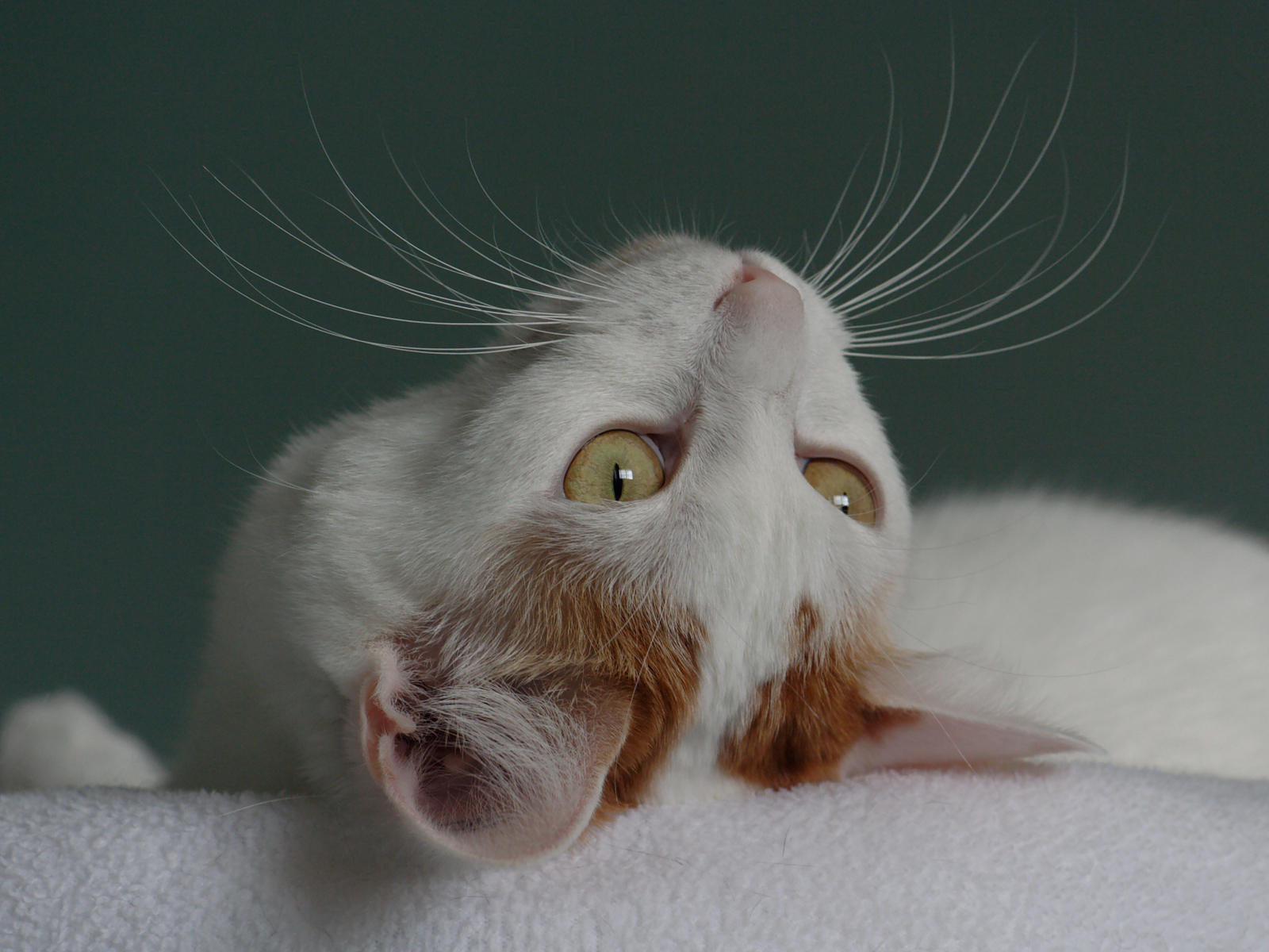 Японский бобтейл смотрит вверх