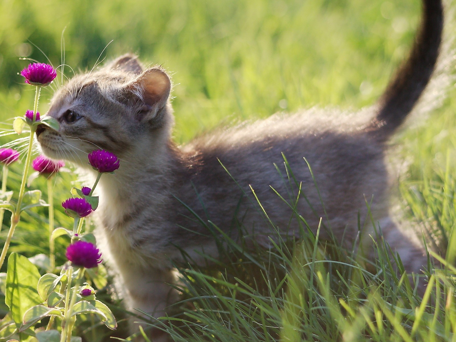 Котенок нюхает цветы