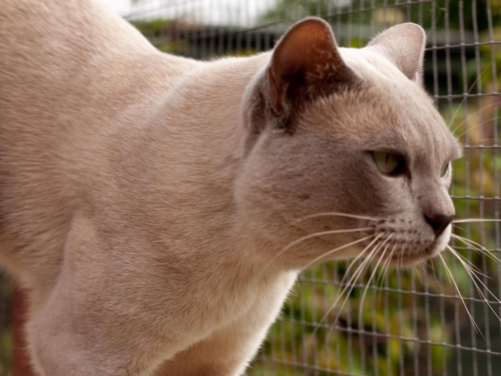 Светлая бурманская кошка