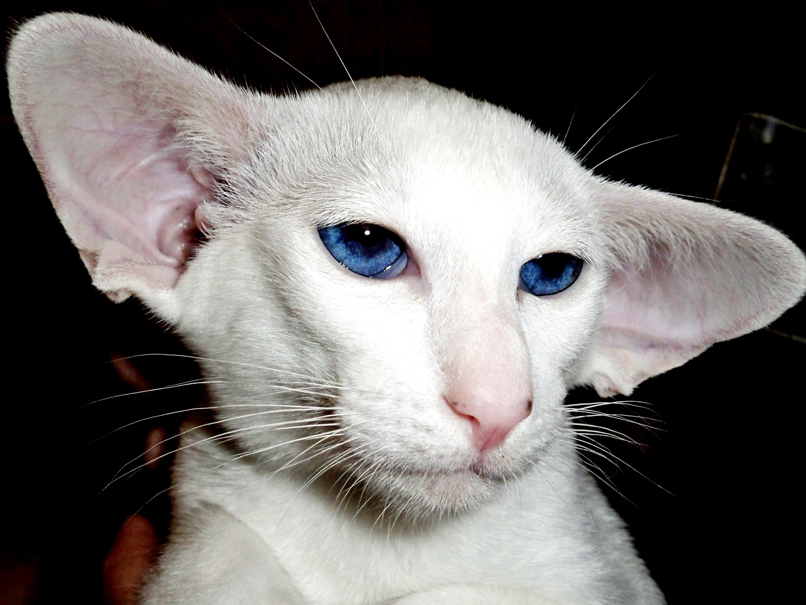 Лопоухий форин вайт