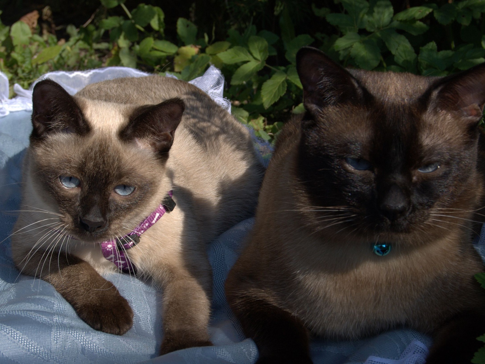 Коты породы меконгский бобтейл