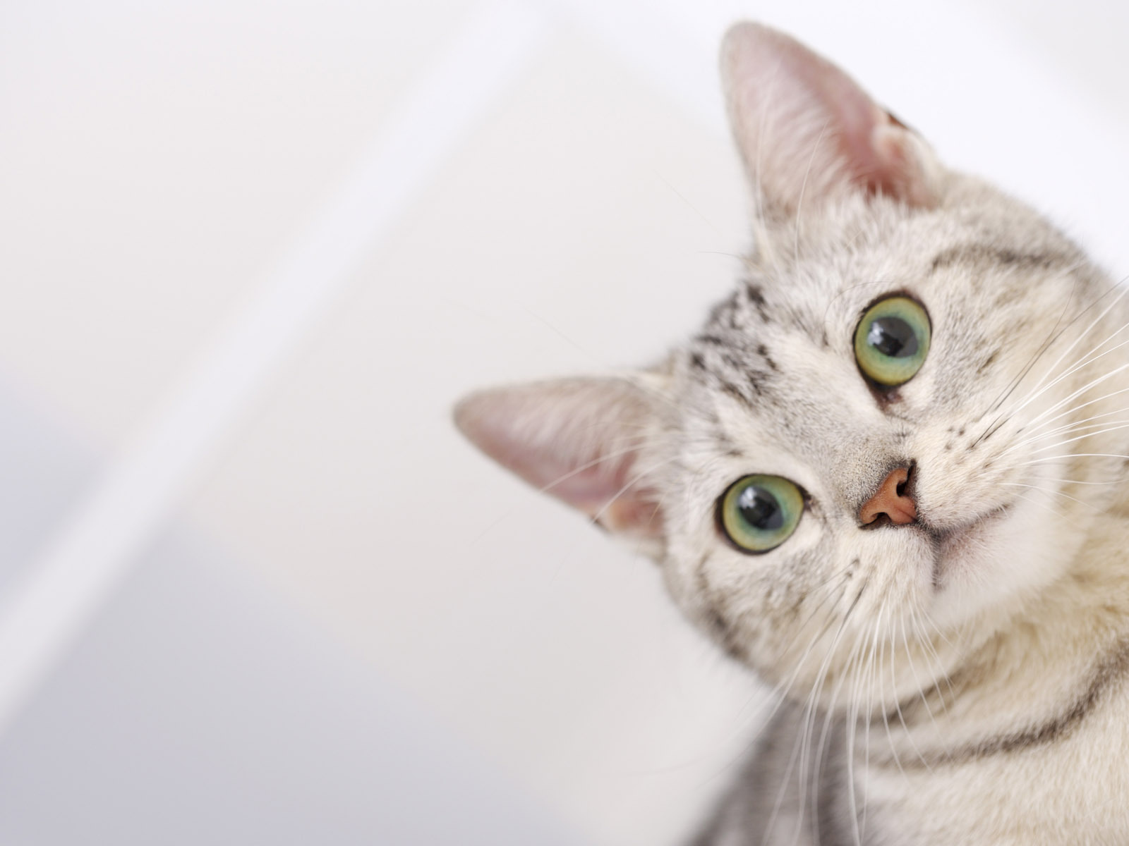 Мордочка американской короткошерстной кошки