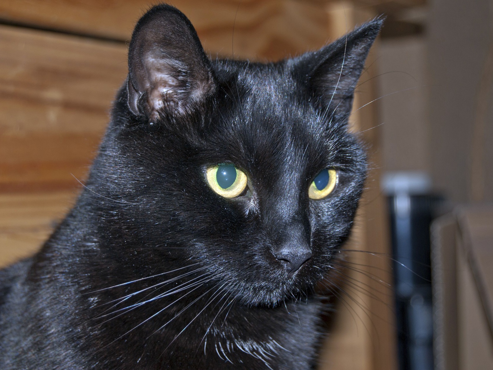 Мордочка бомбейской кошки