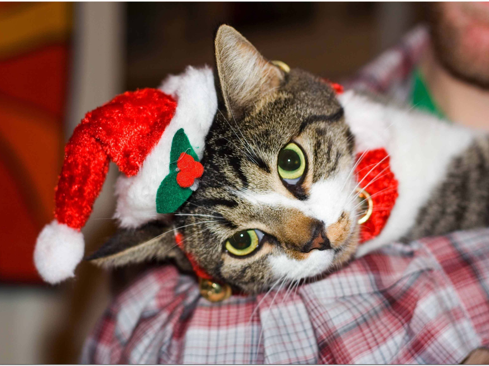 Новогодняя европейская короткошерстная кошка