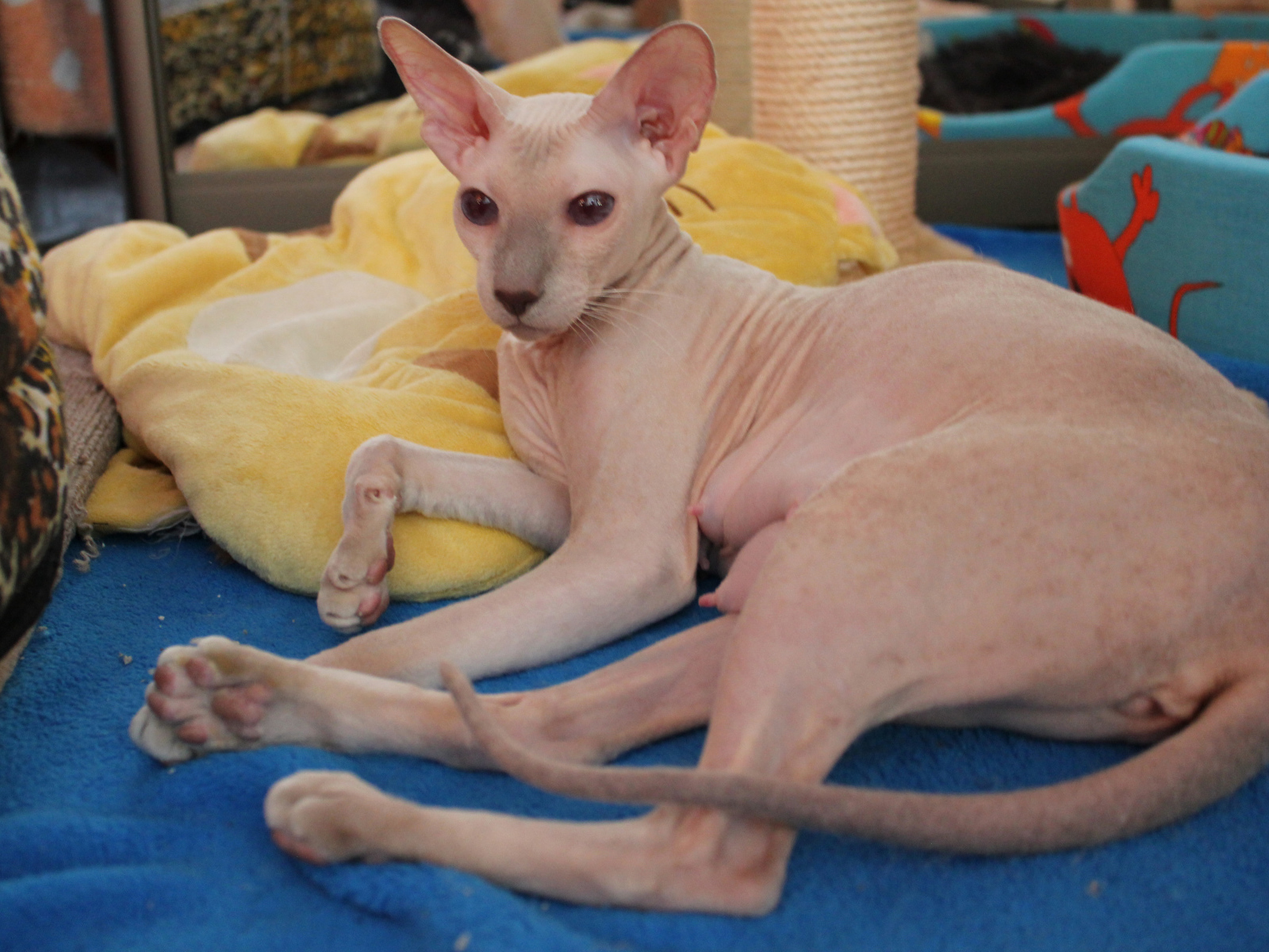 Благородная порода петерболд