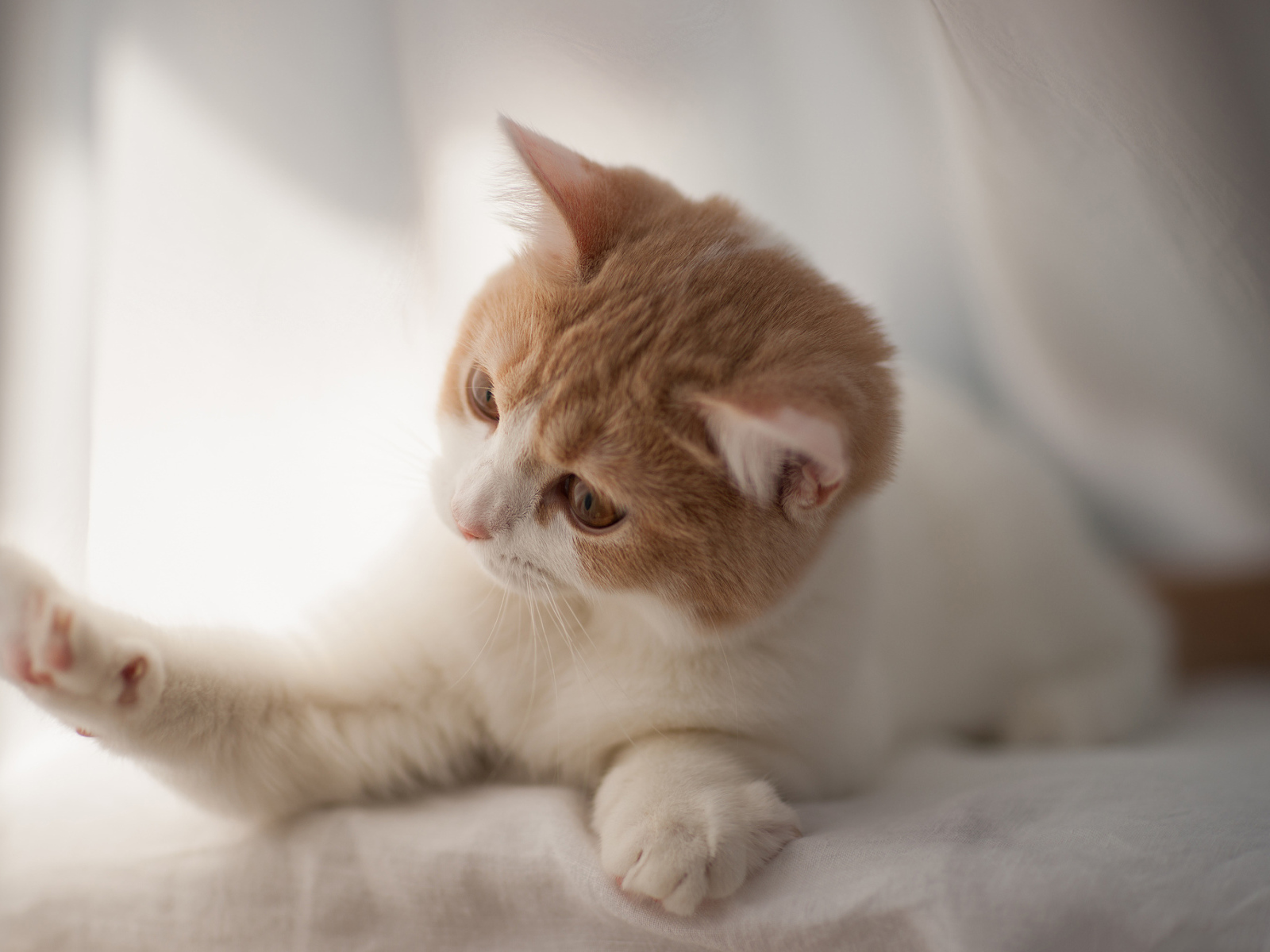 Игривый котенок