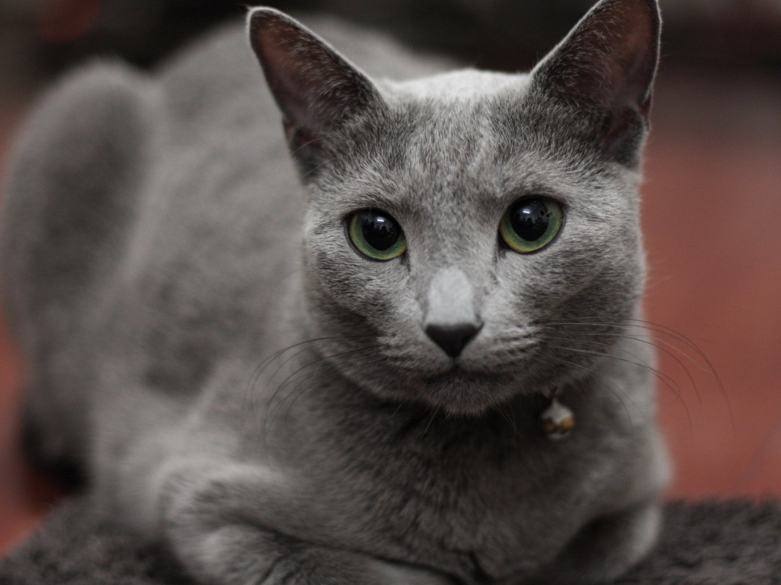 Гордая русская голубая кошка