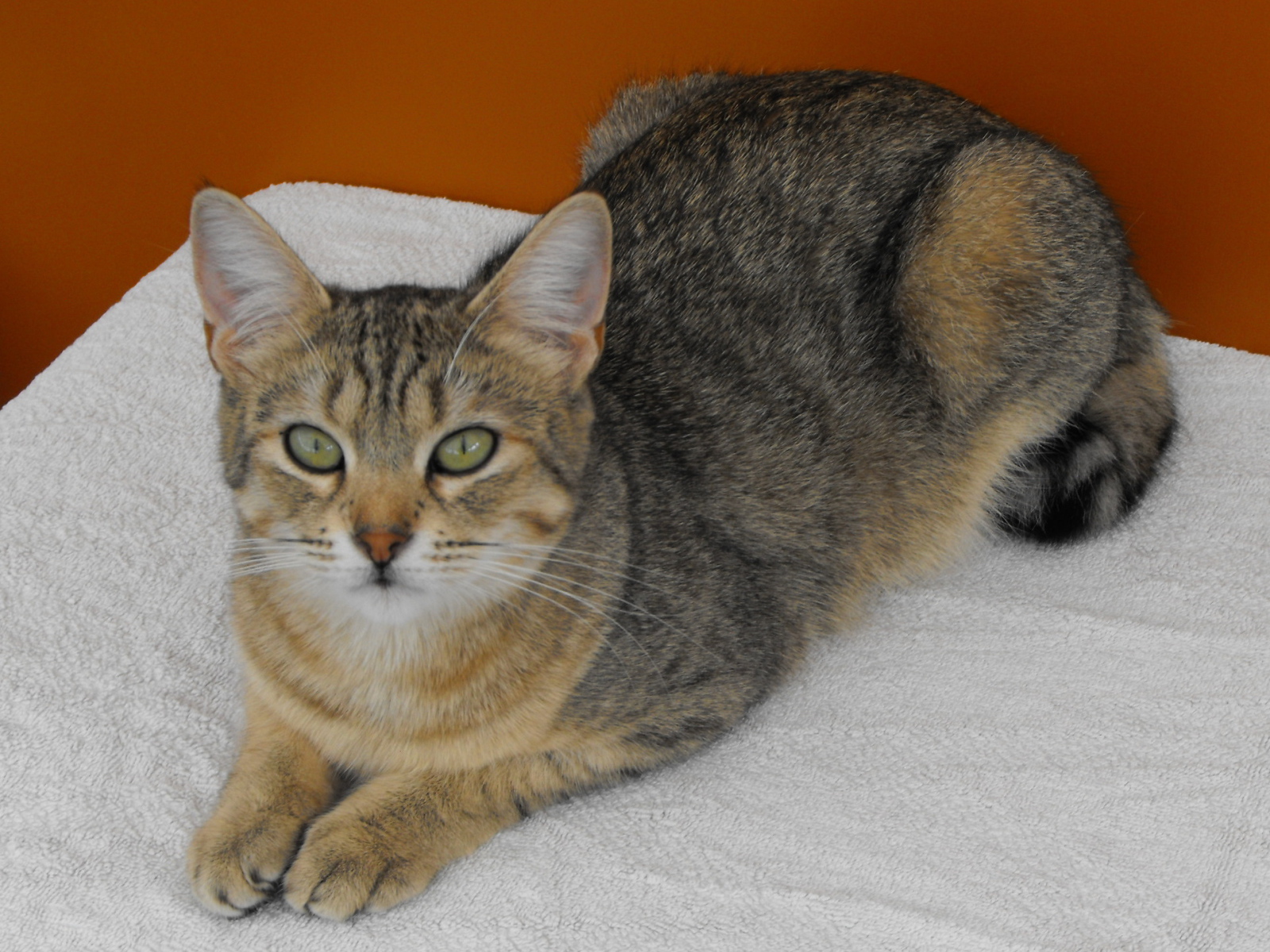 Породистый кот пиксибоб