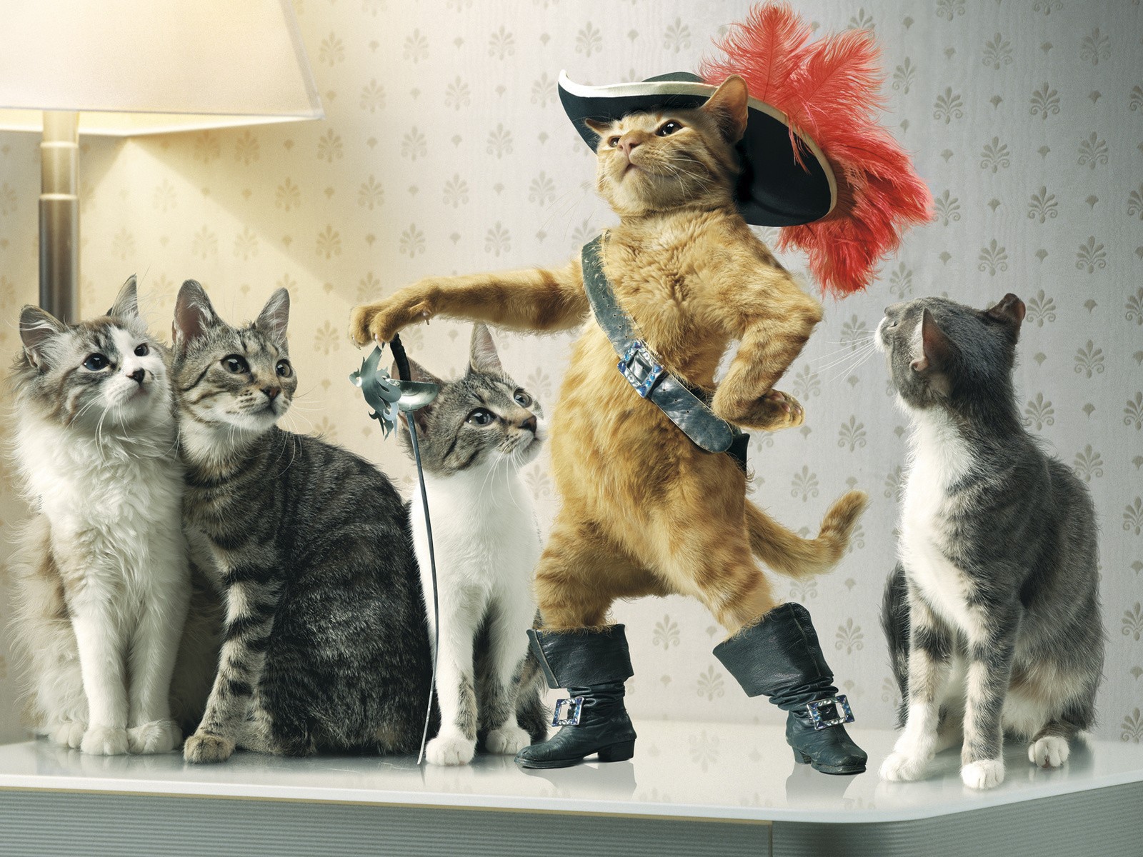 Кот в сапогах среди кошек