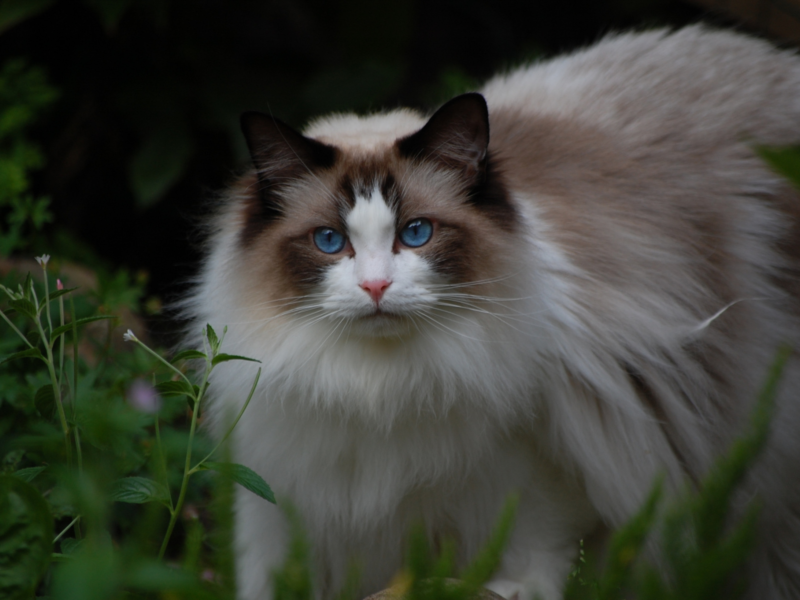 Кошка рэгдолл на природе