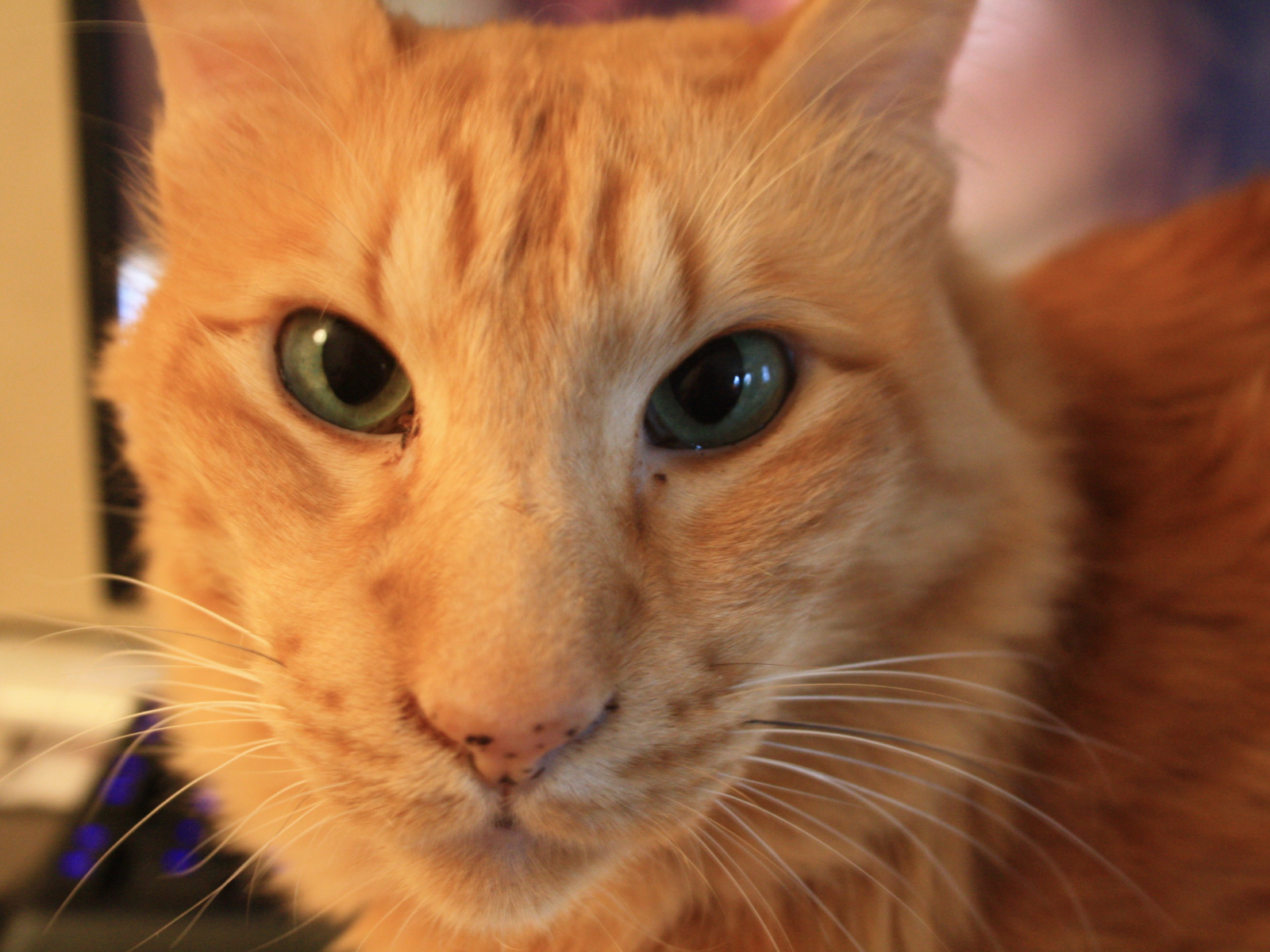 Рыжий ориентальный длинношерстный кот