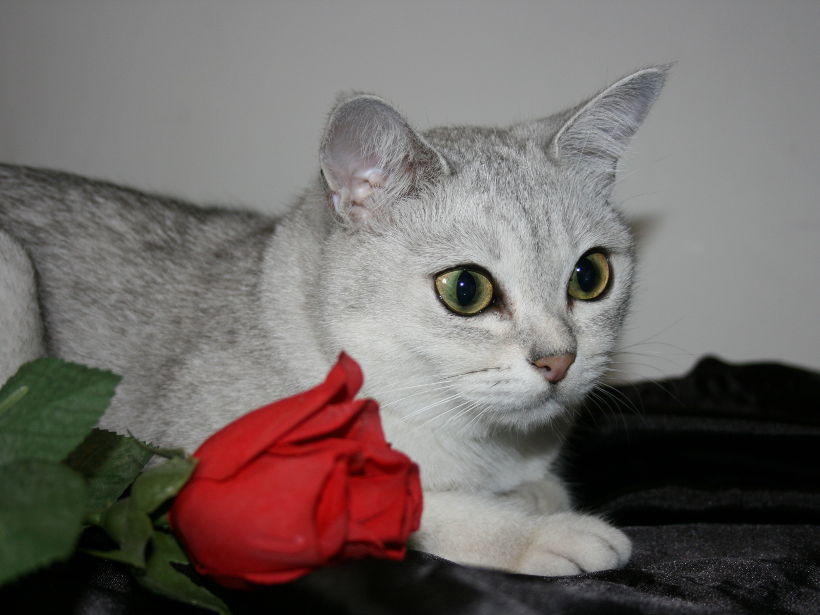 Роза и бурмилла