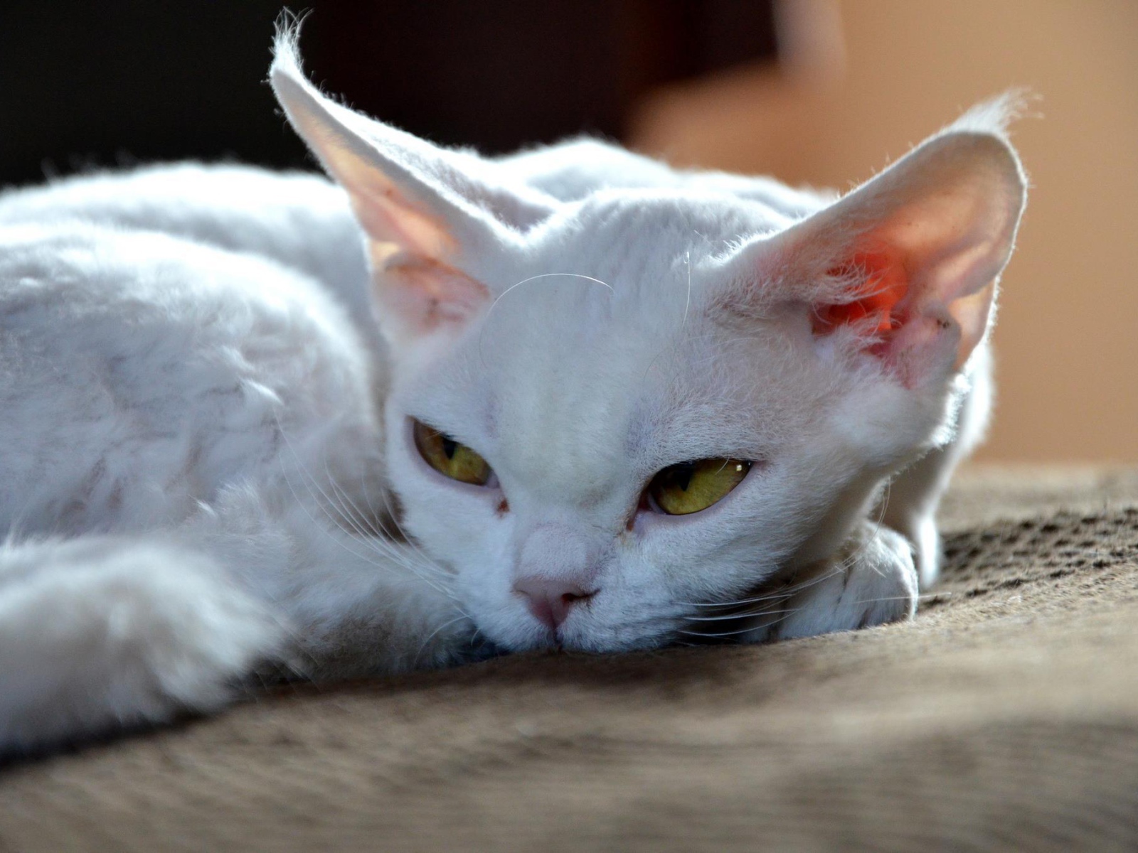 Грустный девон-рекс