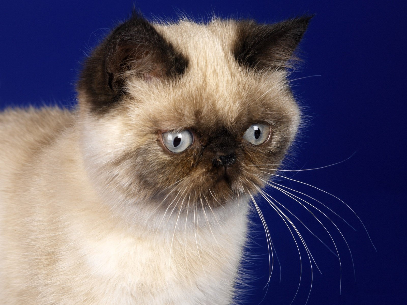 Грустная гималайская кошка