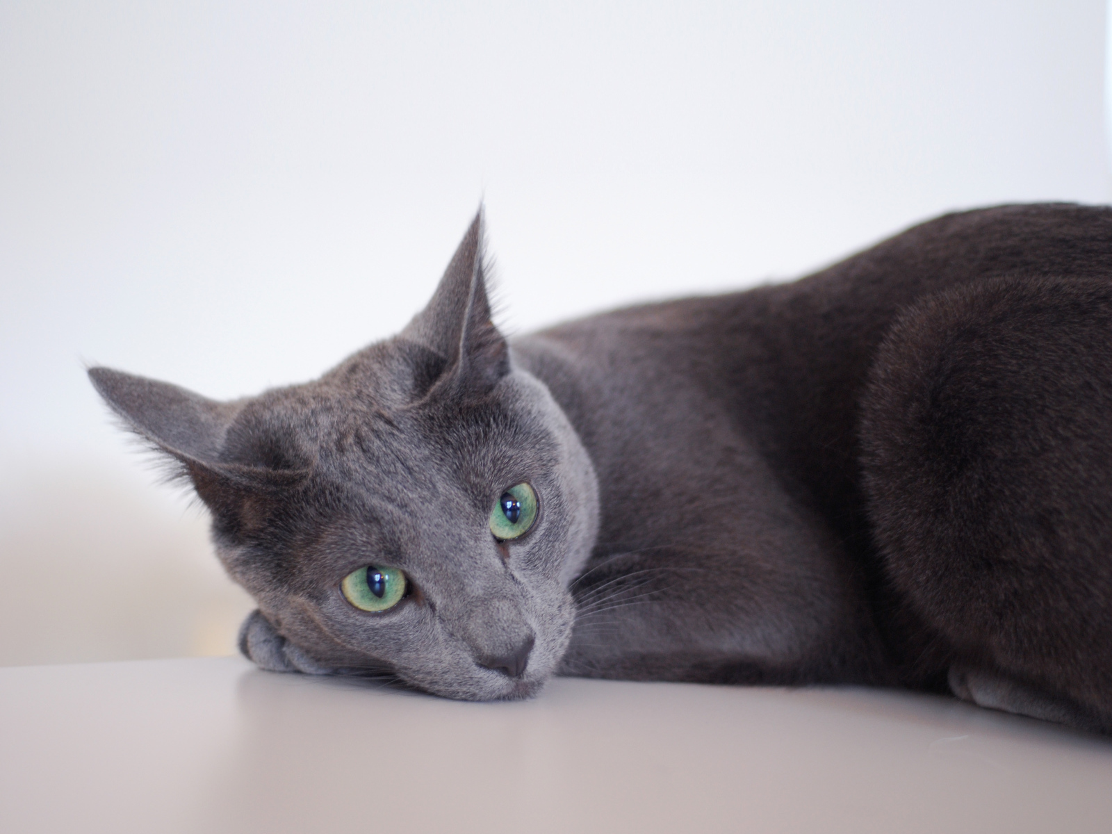 Грустная русская голубая кошка