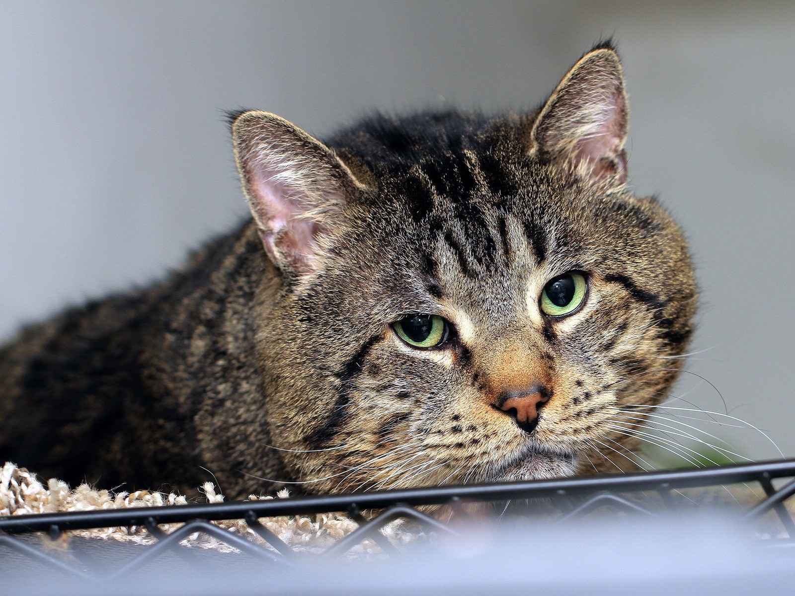 Грустный толстый кот