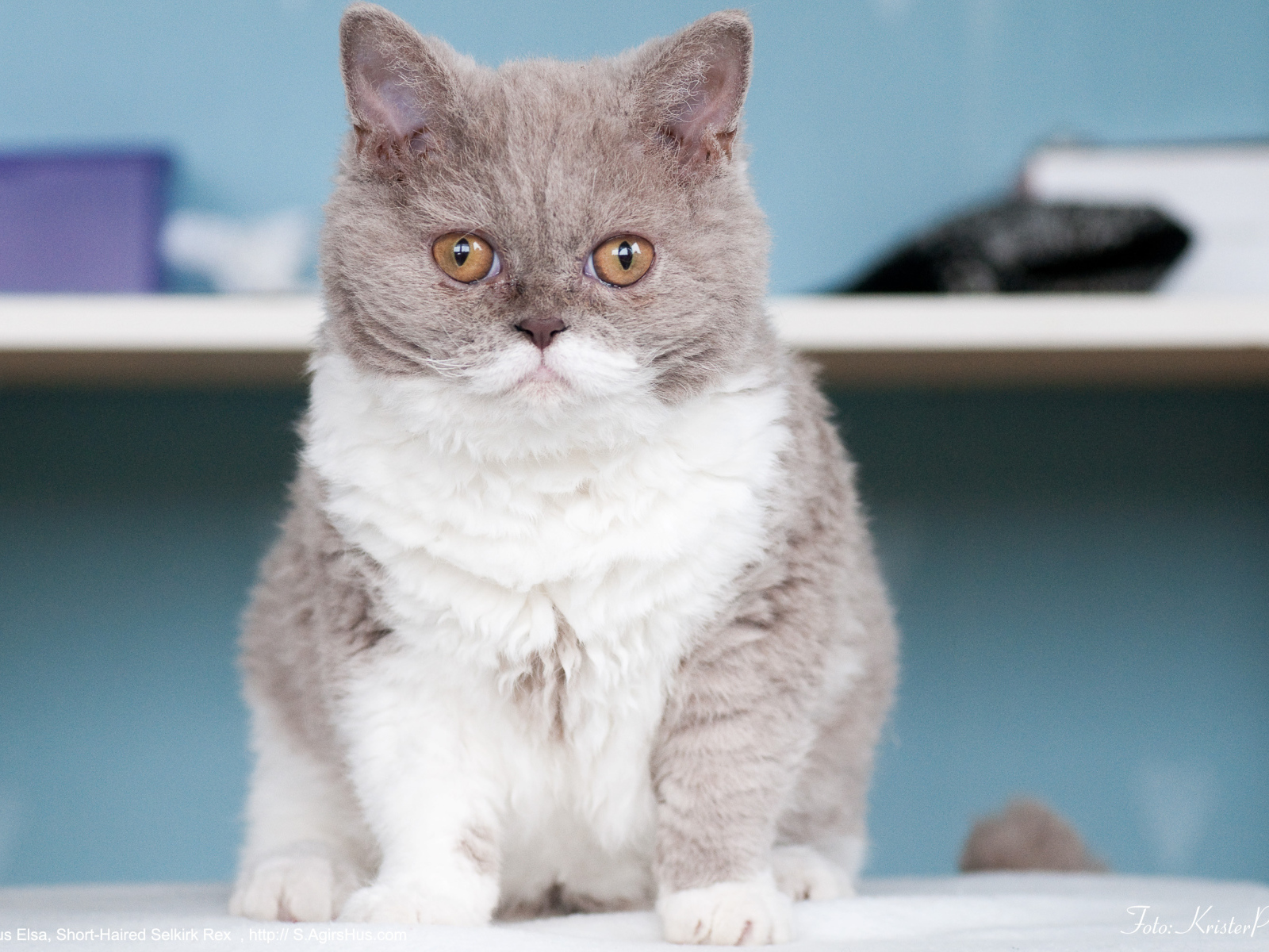 Кот селкирк рекс
