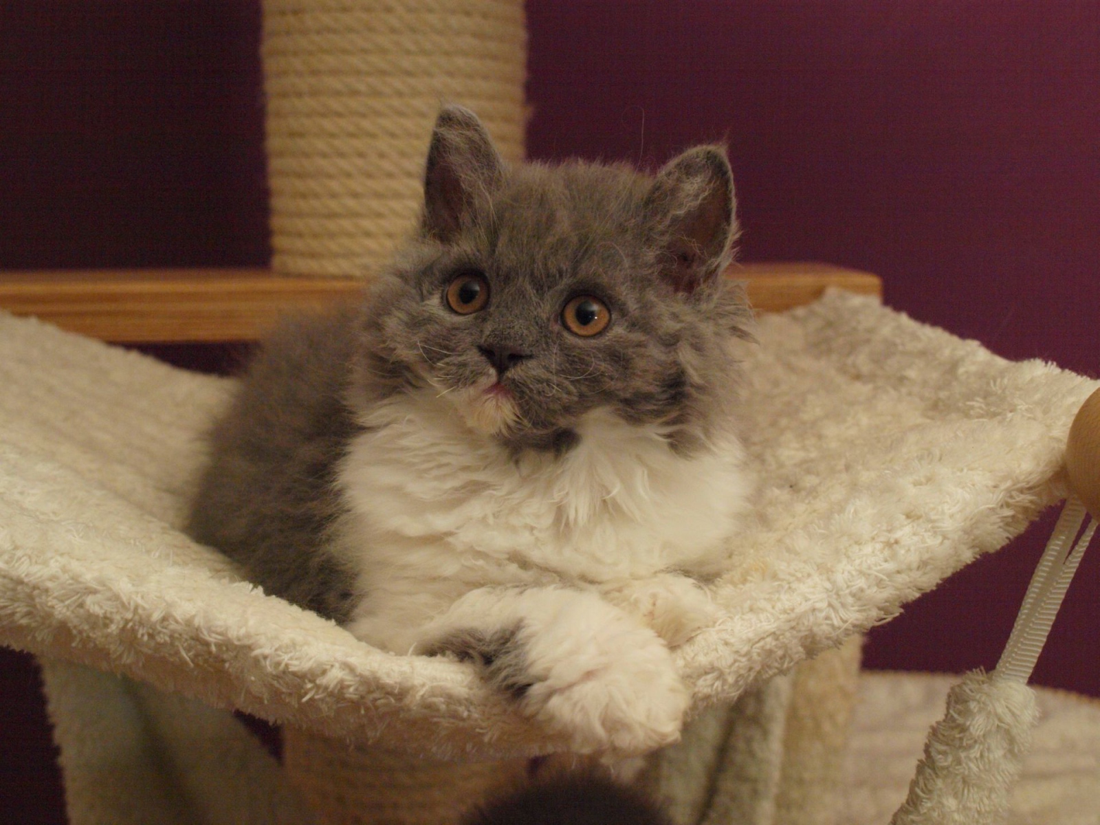 Селкирк рекс в гамаке