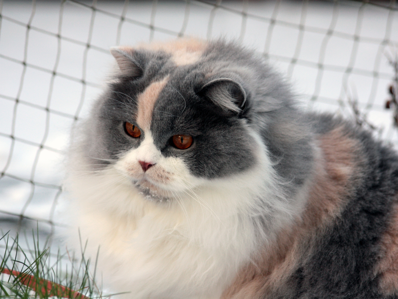 Лохматая британская длинношерстная кошка