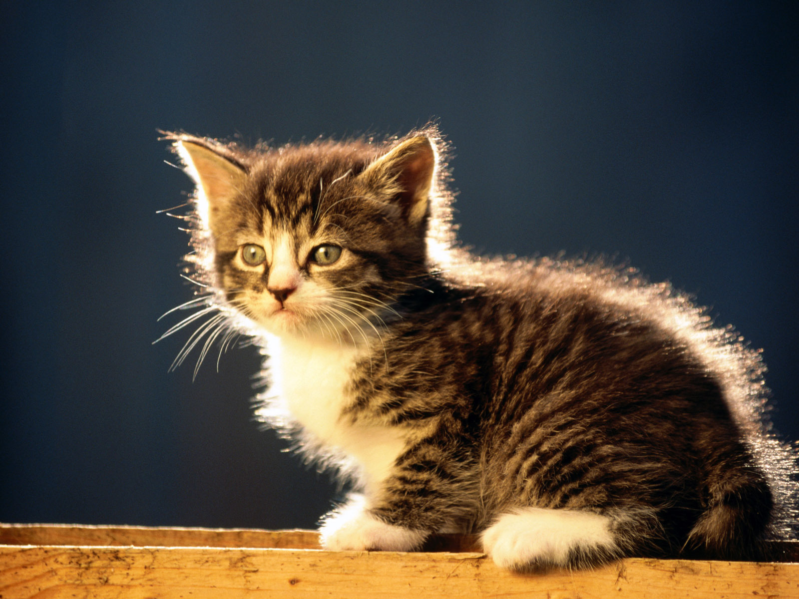 Лохматый котенок курильского бобтейла