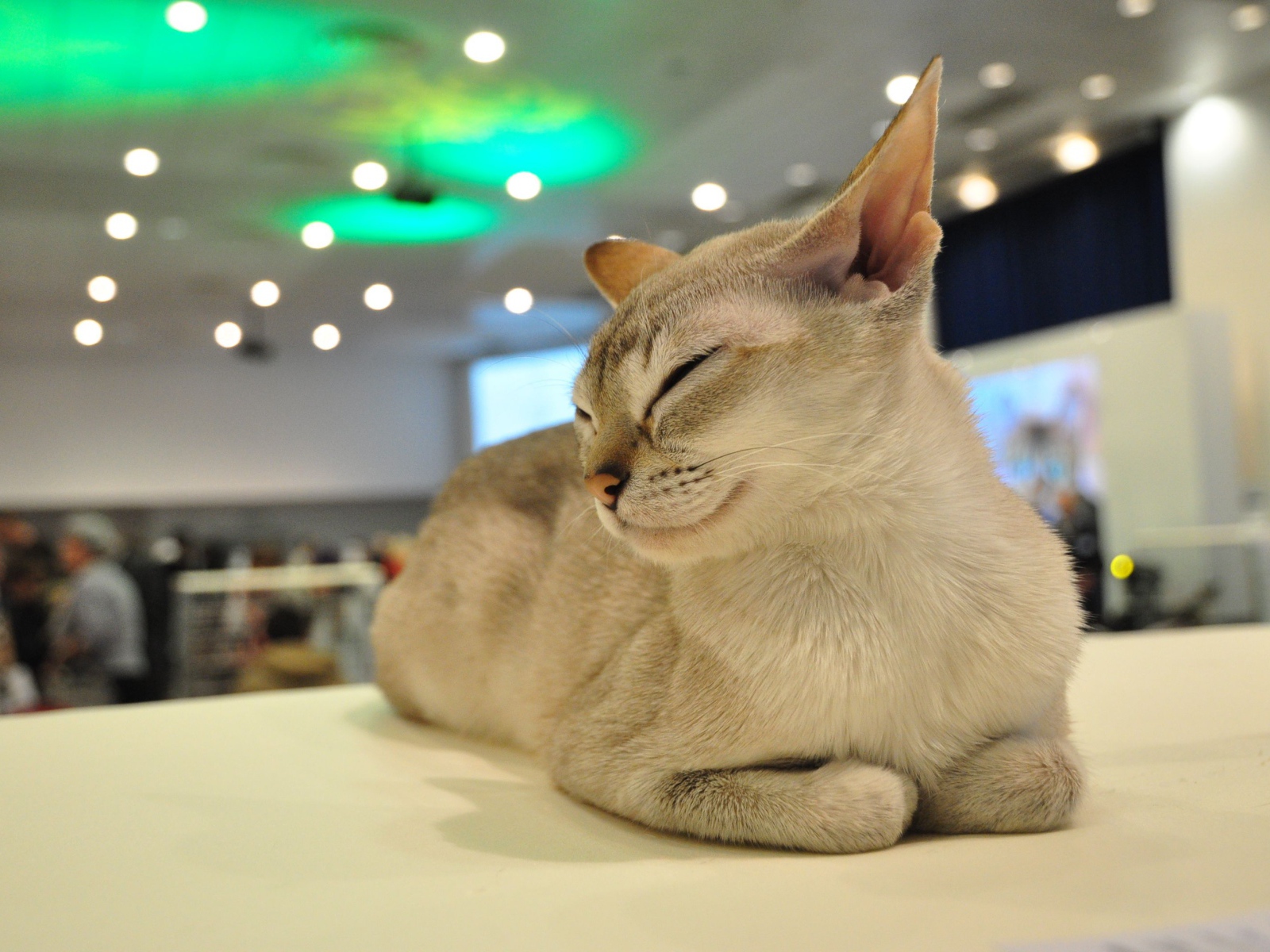 Сингапурская кошка прикрыла глаза