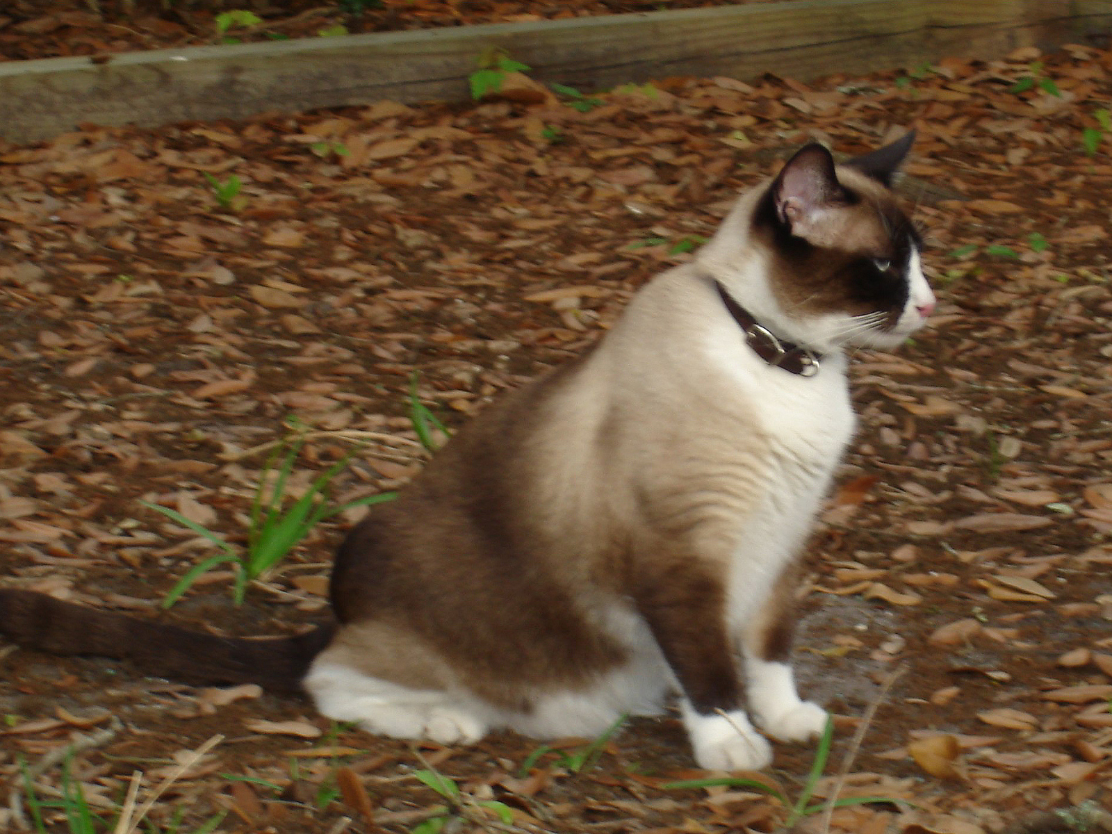 Кот сноу-шу в ошейнике