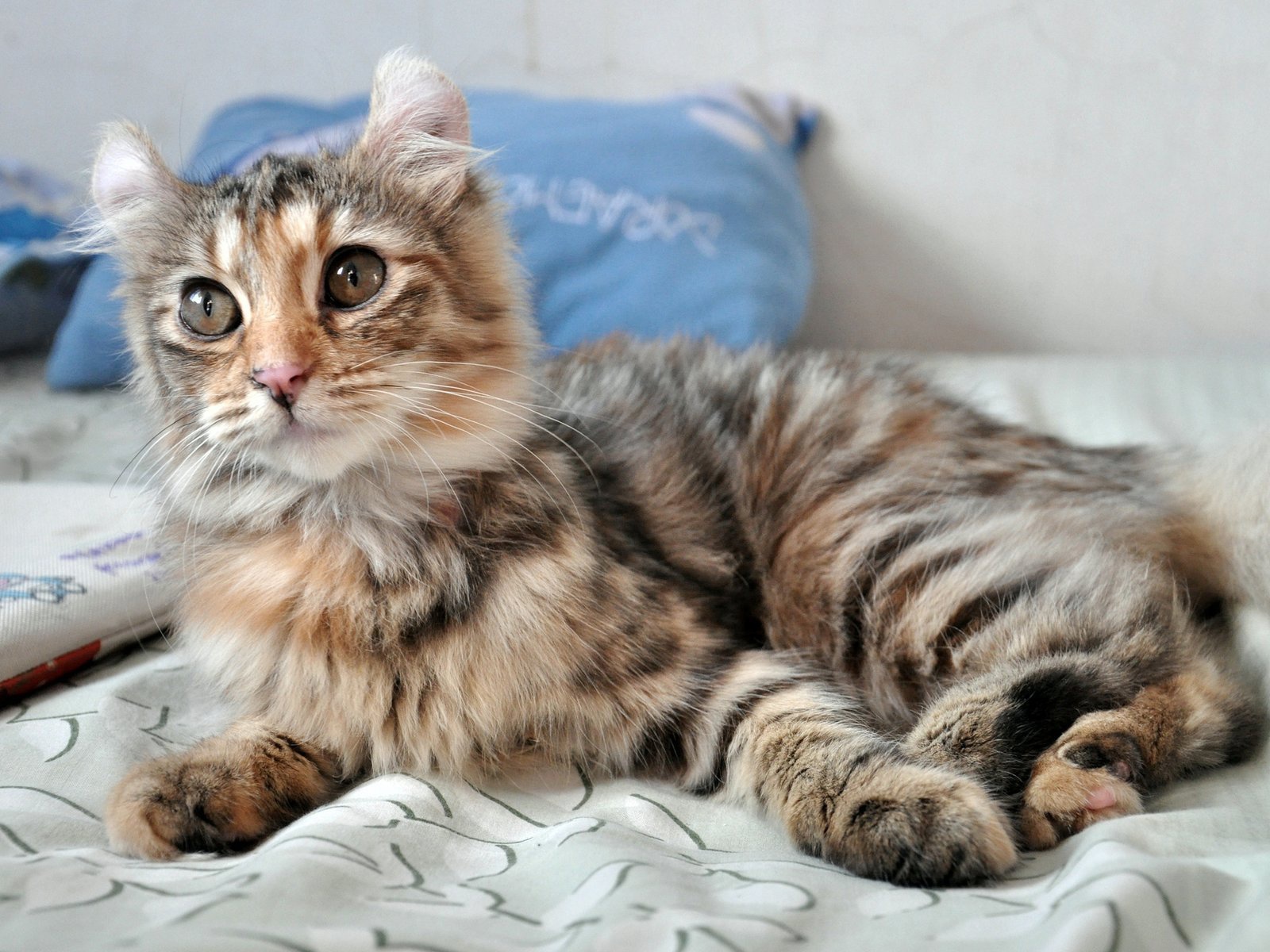 Трехцветный котенок американский керл