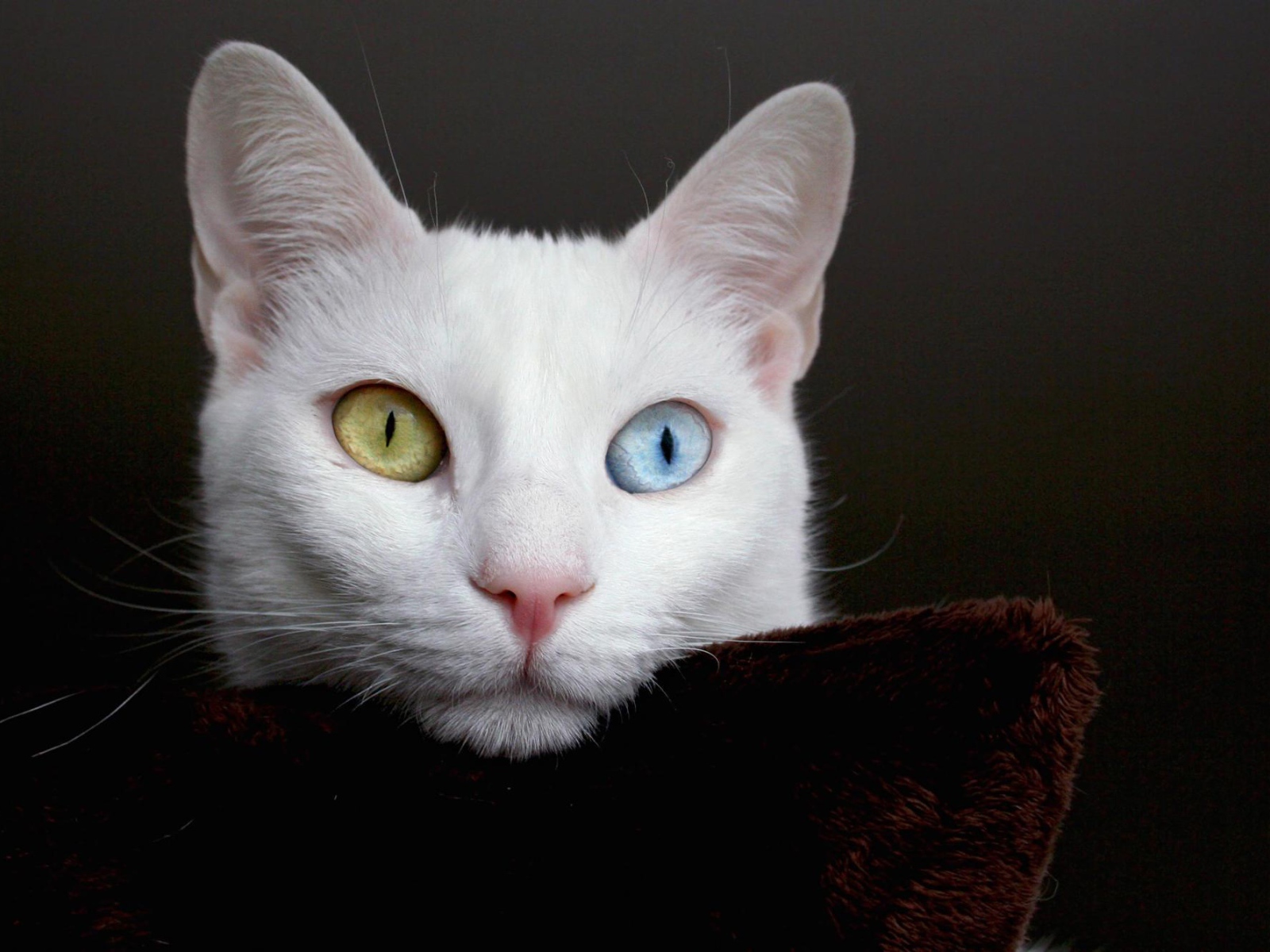 Мордочка кота турецкая ангора