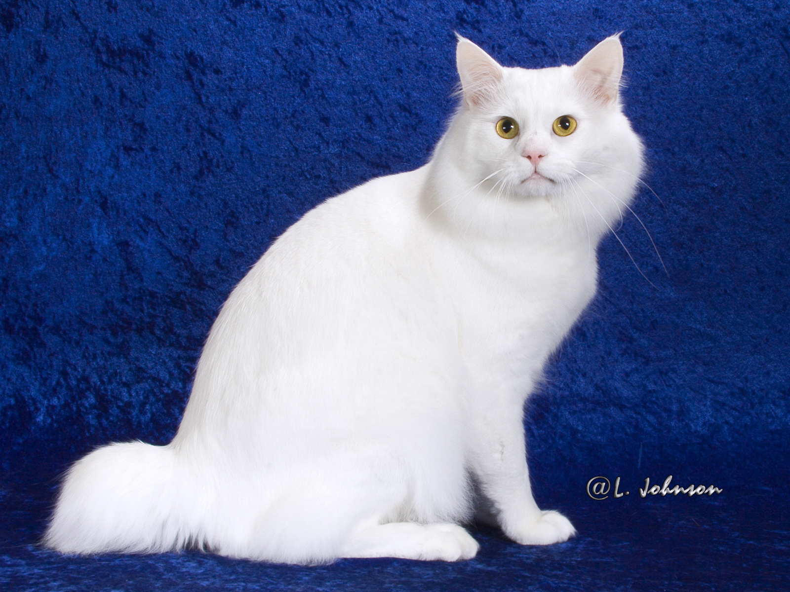 Белый американский бобтейл