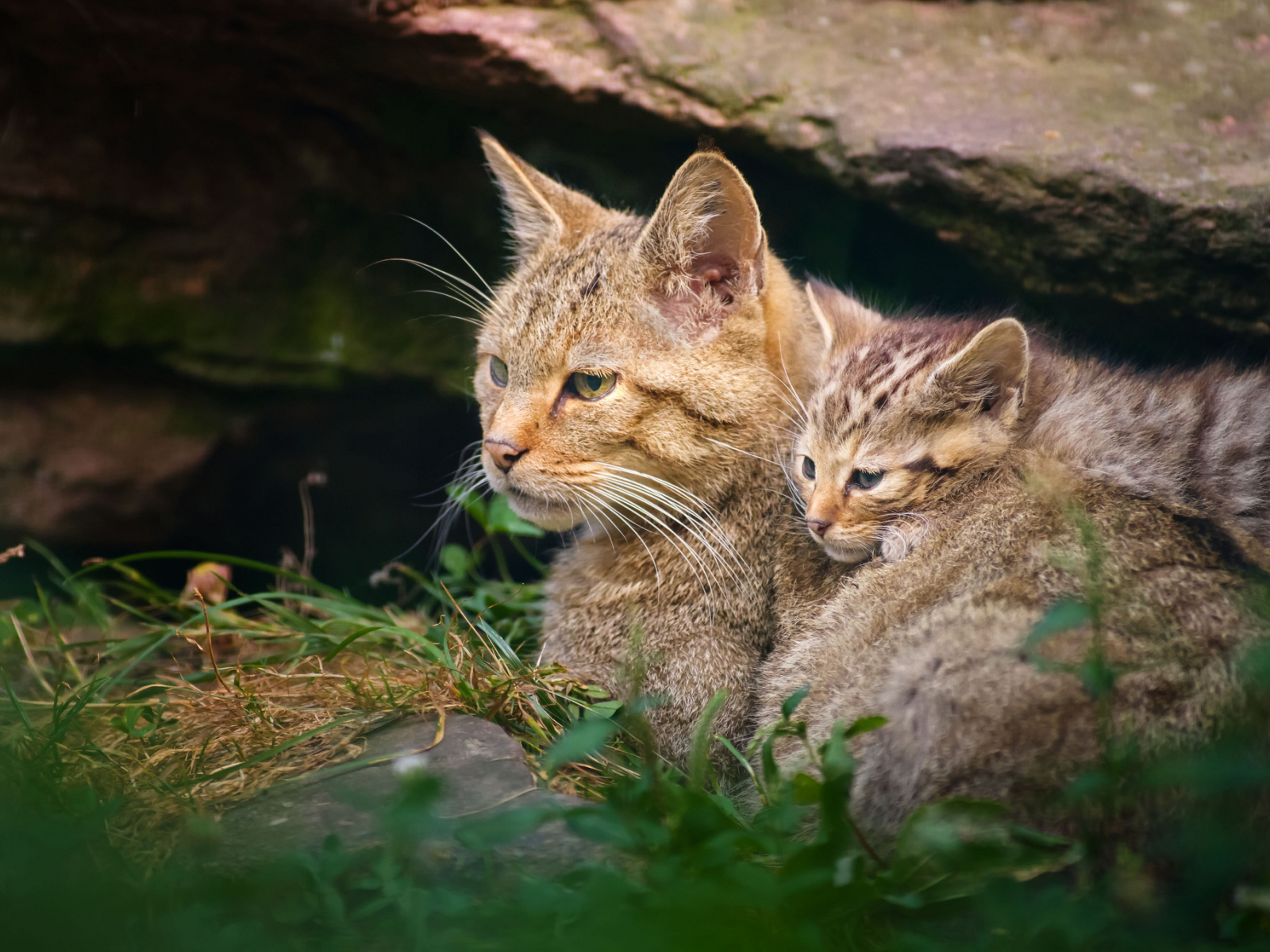 Дикая кошка с котенком