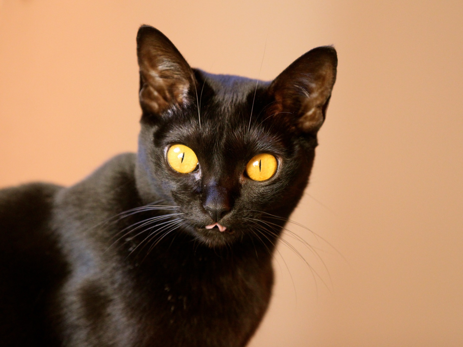 Желтые глаза у бомбейской кошки