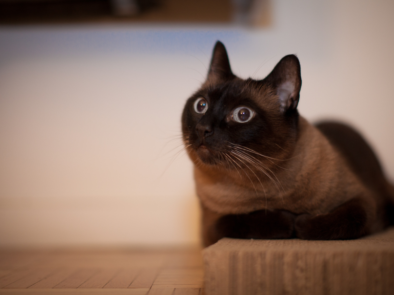 Йоркская шоколадная кошка