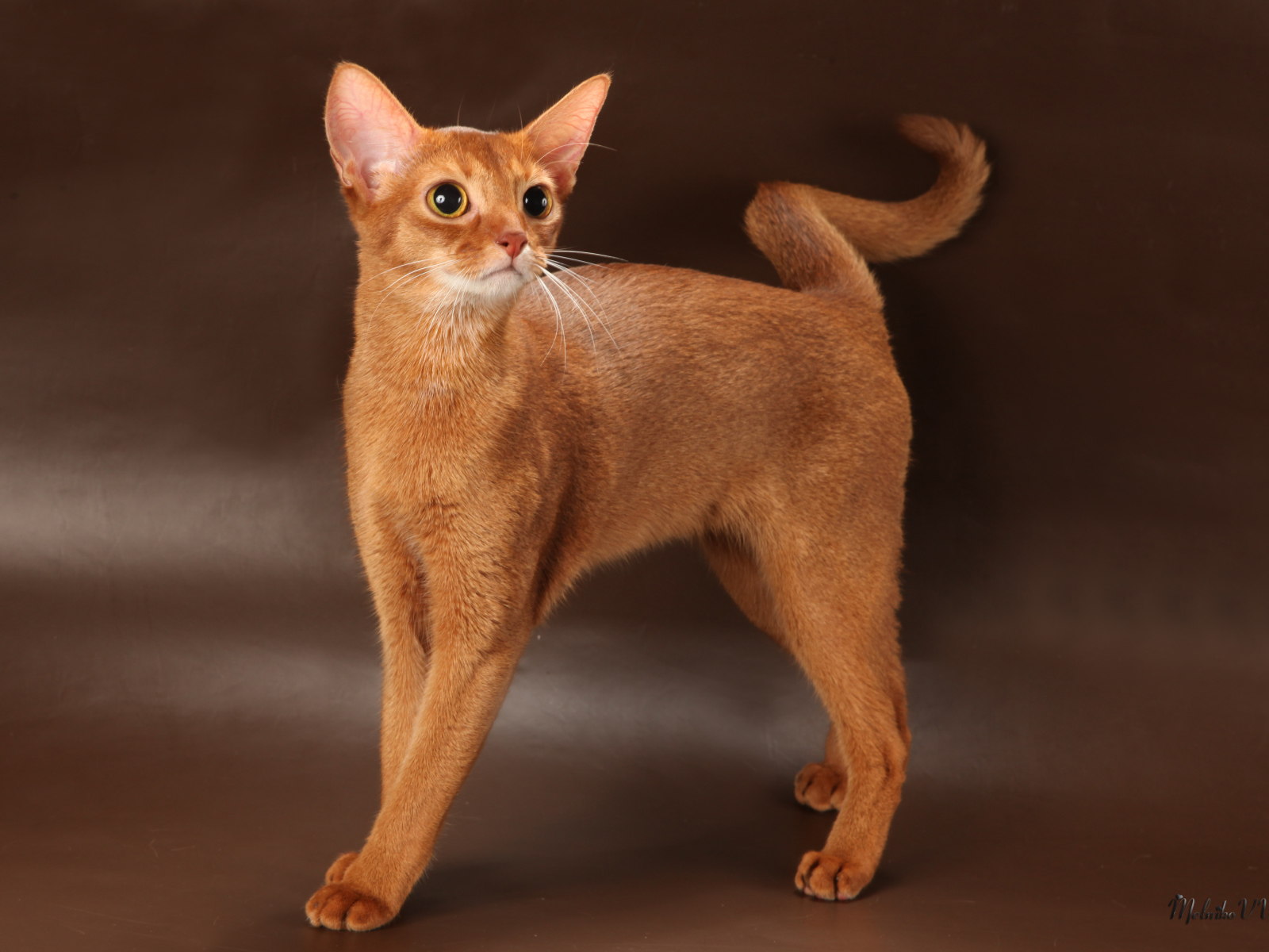 Молодая абиссинская кошка