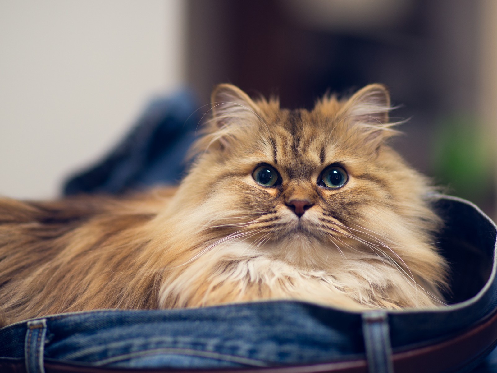 Кот в джинсах